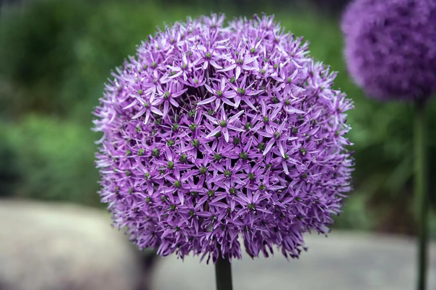 Drei Allium Zierlauch Stauden aus der Allium KOLLEKTION von Stauden Gänge, blühende Zierpflanzen in einem Garten.