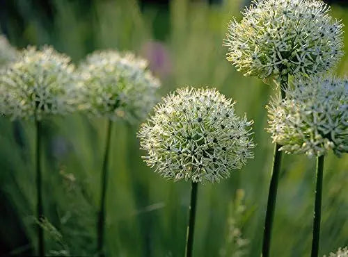 Drei Allium Stauden aus der Zierlauch-Kollektion von Stauden Gänge, blühende Zierlauch-Pflanzen in einem Gartenbeet
