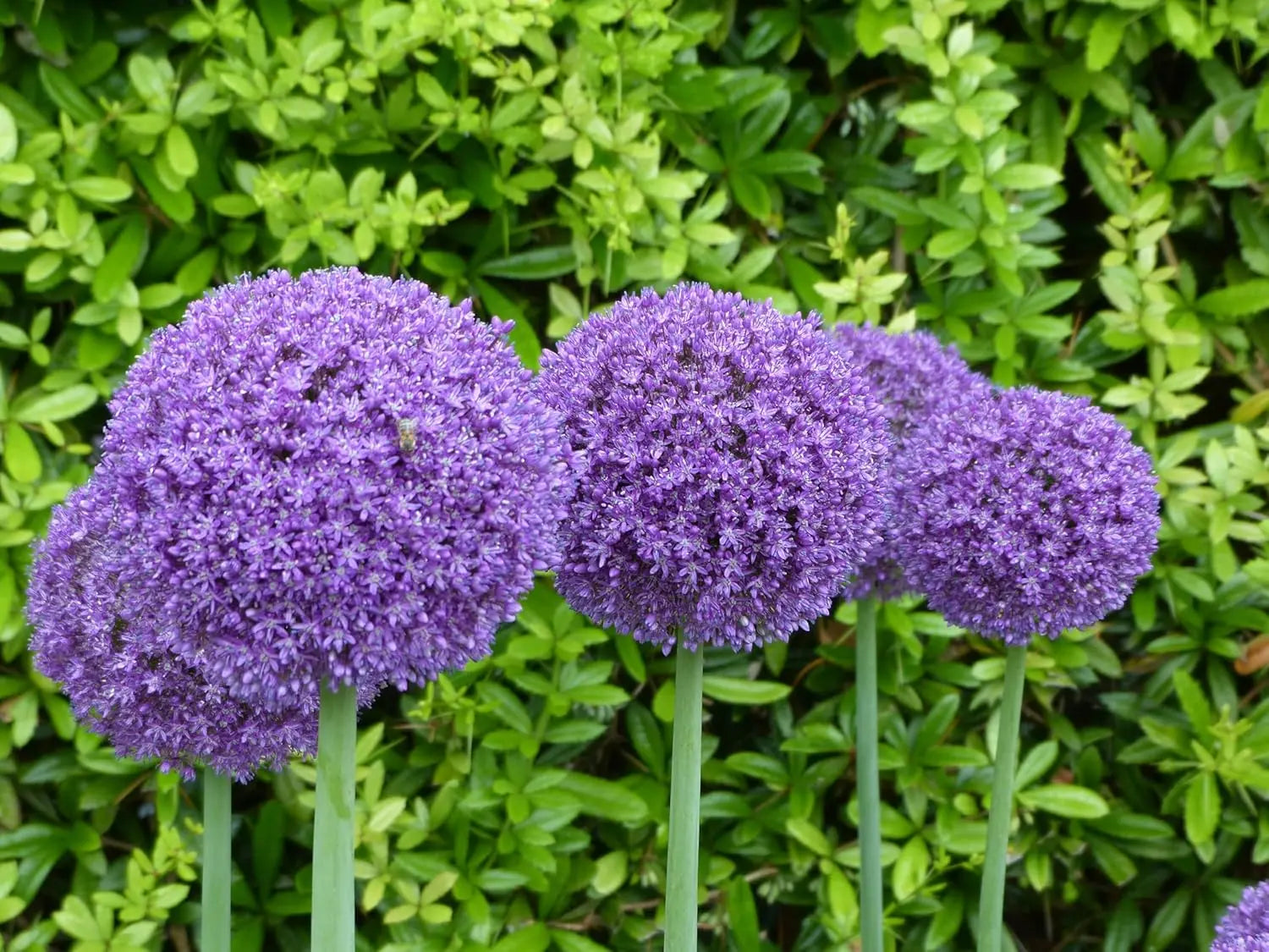 Drei Allium Stauden der KOLLEKTION von Stauden Gänge, Zierlauch in voller Blüte, mit grünen Blättern und lila Blüten.