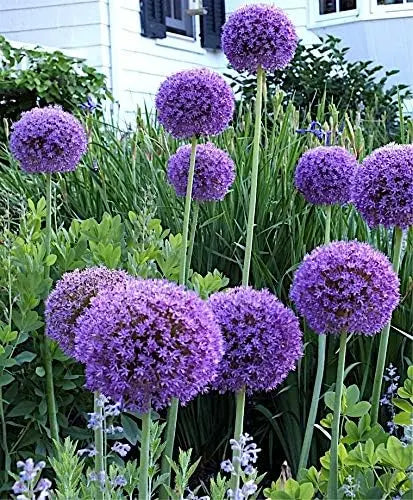 Drei Allium Stauden aus der Allium KOLLEKTION von Stauden Gänge, Zierlauch mit kugeligen Blüten in bunten Farben.