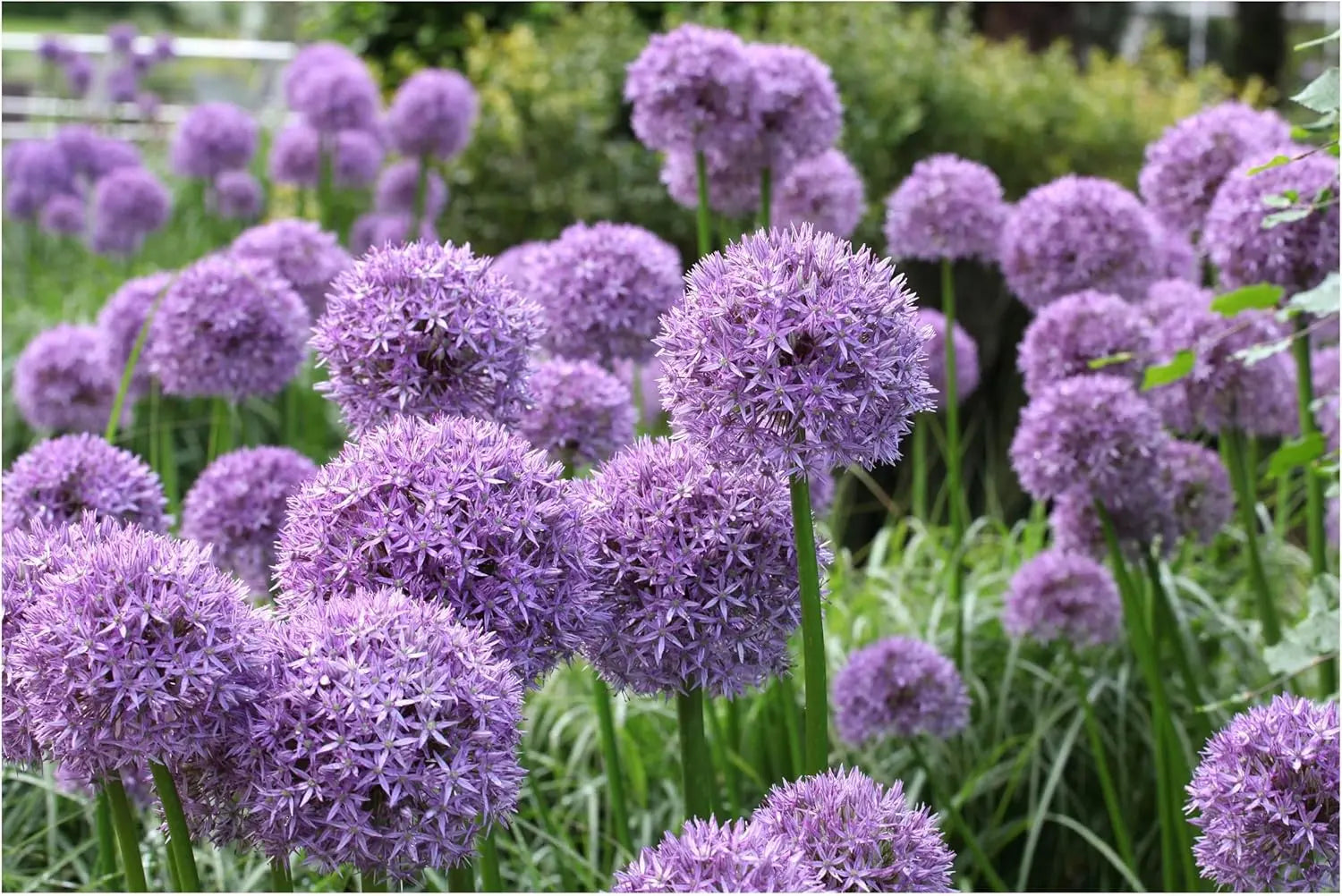 Drei Allium Zierlauch Stauden aus der Stauden Gänge Kollektion, blühende Zierpflanzen mit runden Blütenköpfen.