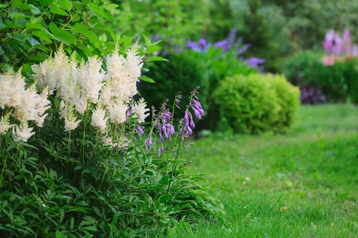 Drei Astilbe arendsii Stauden in der Stauden Gänge Kollektion, zarte Prachtspiere mit roten Blüten und grünen Blättern.