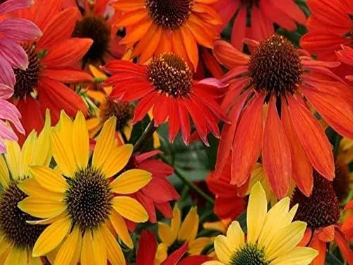 Drei Echinacea purpurea Stauden der Stauden Gänge Kollektion, blühende Scheinsonnenhut in bunten Farben, im Garten.