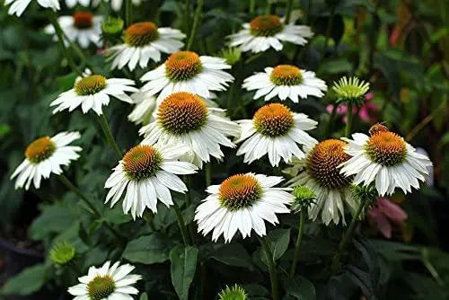 Drei Echinacea purpurea Stauden aus der Scheinsonnenhut-Kollektion von Stauden Gänge in einem Gartenbeet.