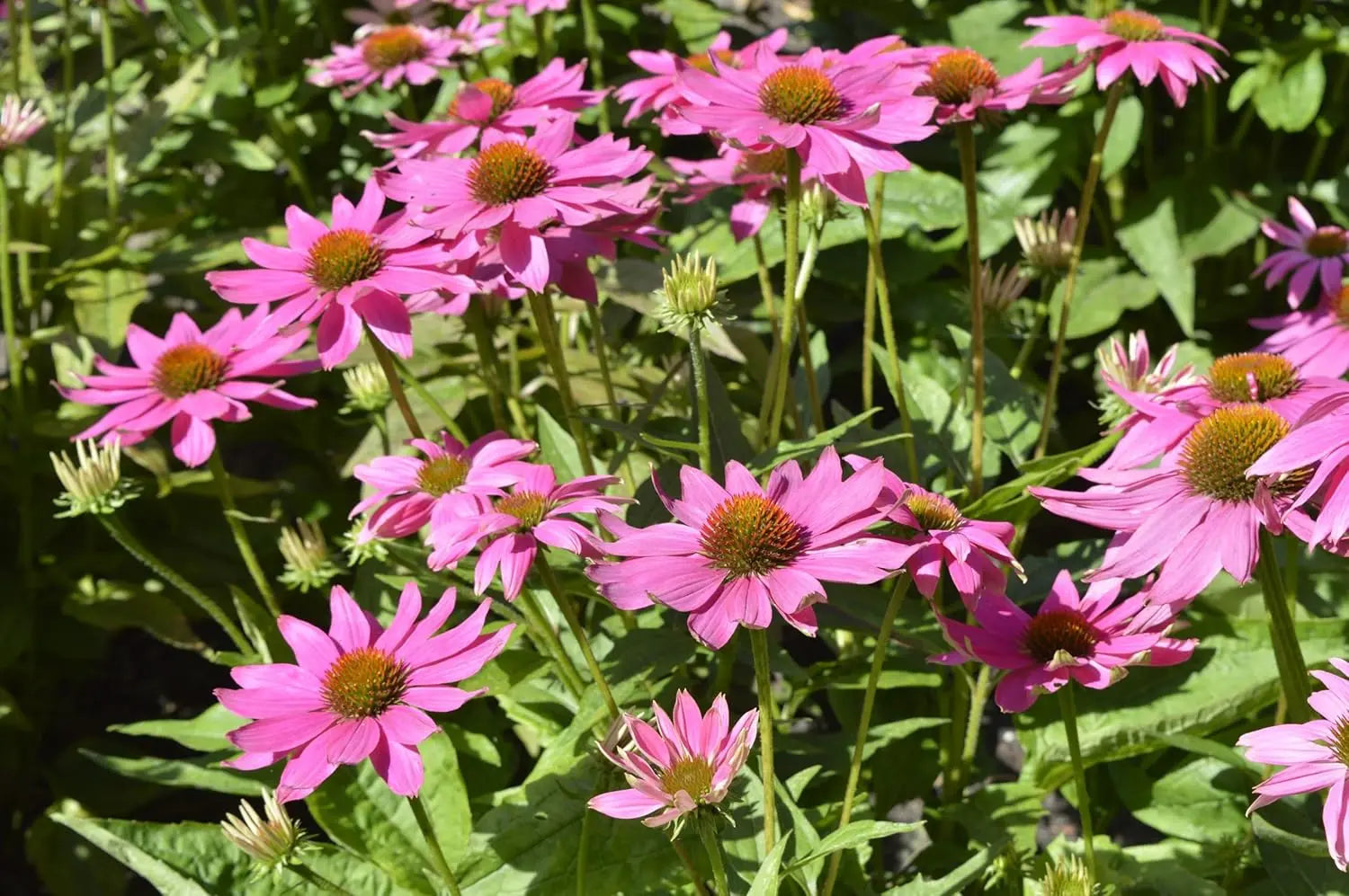 Drei Echinacea purpurea Stauden in der Stauden Gänge Kollektion, blühende Scheinsonnenhut Pflanzen in Gartenbeet.