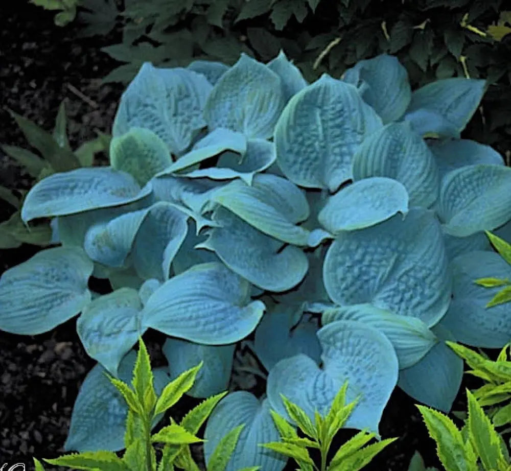 Drei Hosta Hybriden Stauden im Mix, Stauden Gänge, grüne und dunkelgrüne Blätter, dekorative Gartenpflanzen