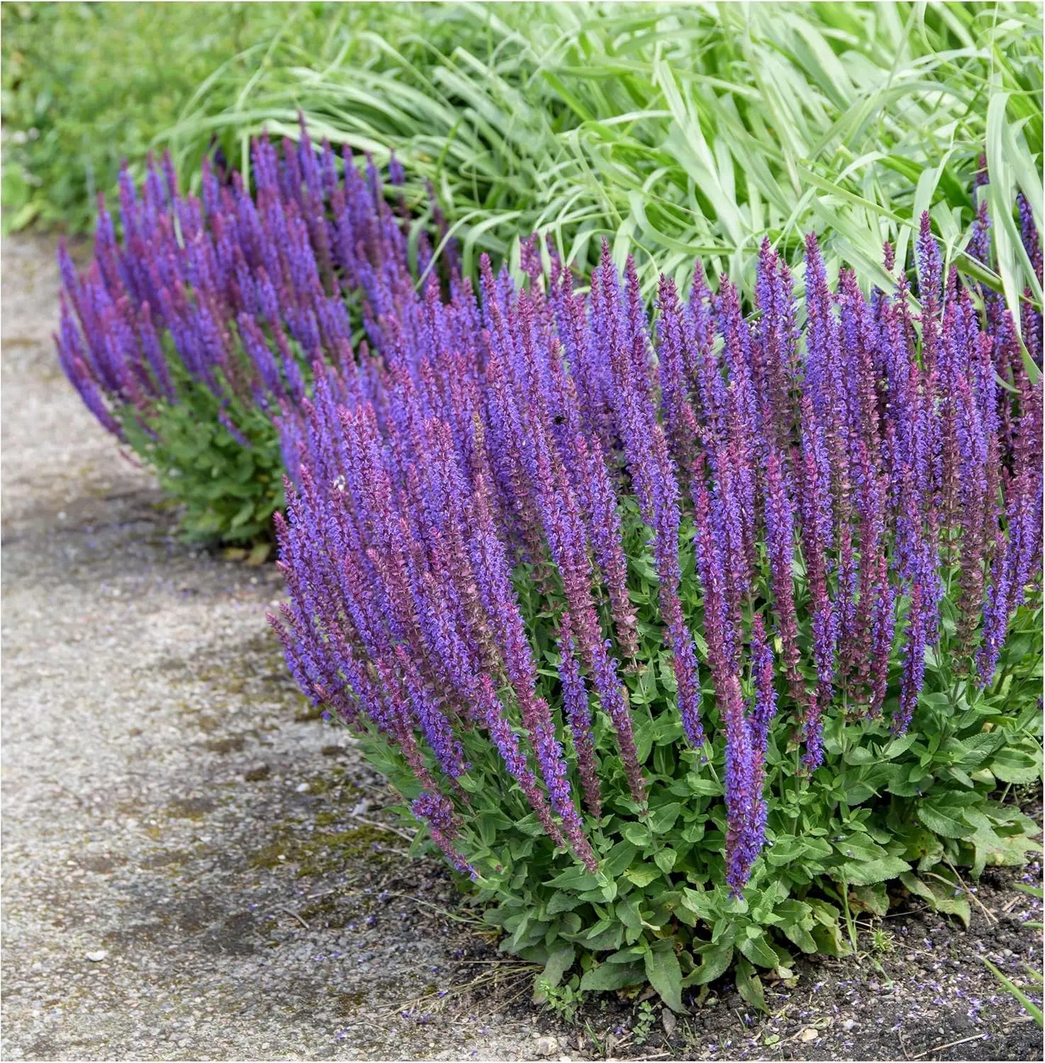 Drei Stauden der Salvia Kollektion im bunten Mix, Steppensalbei, mit grünen Blättern und blauen, roten sowie lila Blüten.