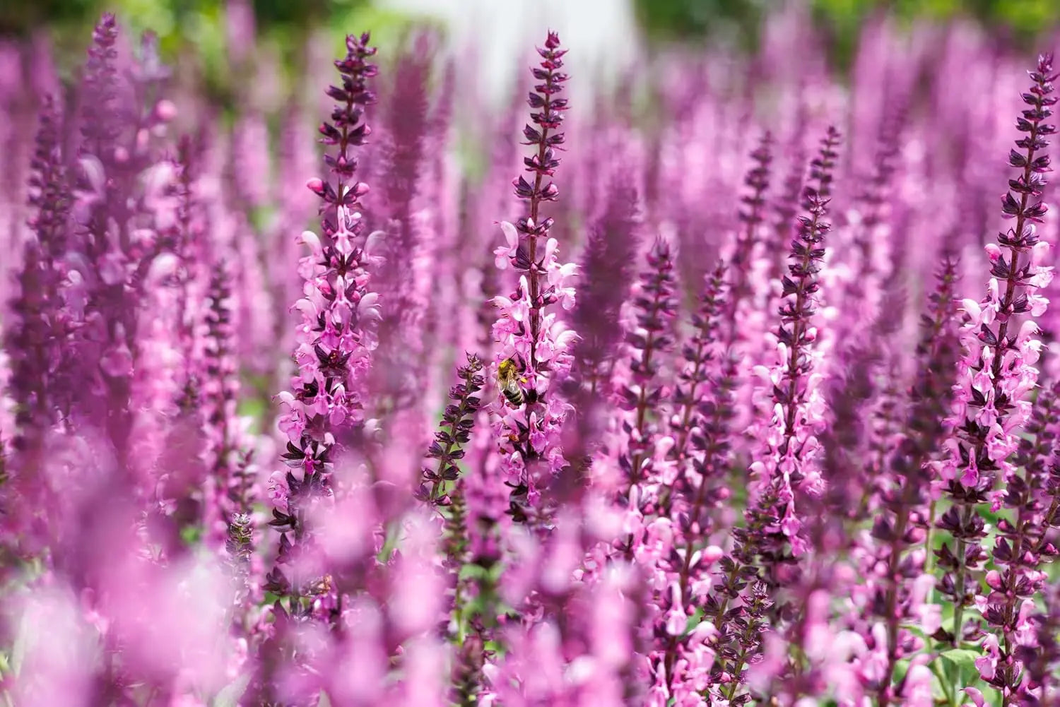 Drei Stauden Gänge Salvia-Kollektion mit verschiedenen Steppensalbei-Arten in einem bunten Pflanzensortiment.