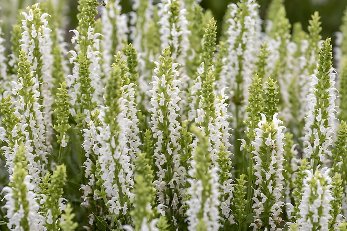 Drei Salvia Stauden im Mix, Steppensalbei, von Stauden Gänge, in einem Gartenbeet mit grünen Blättern und bunten Blüten.