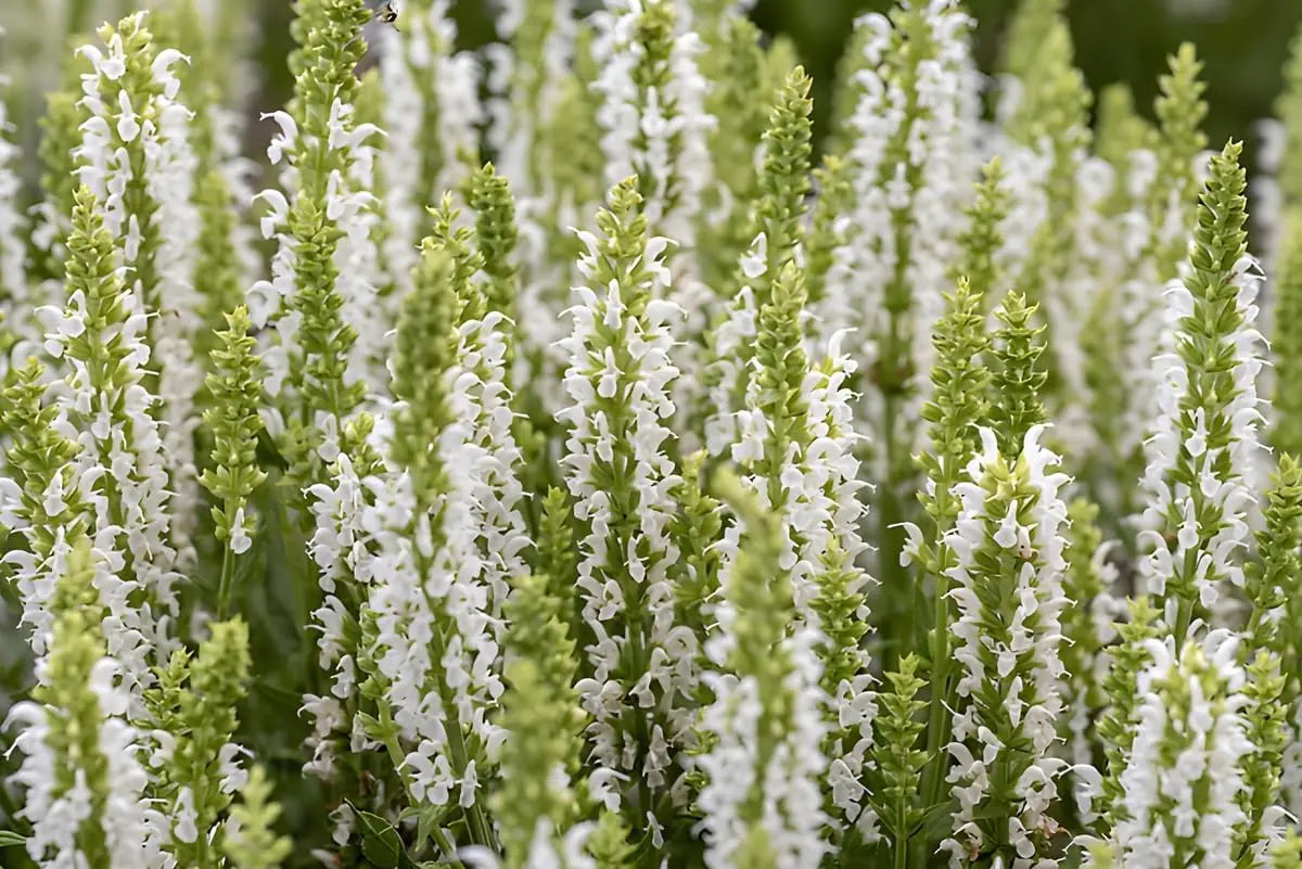 Drei Salvia Stauden im Mix, Steppensalbei, in Gartentopf, mit grünen Blättern und blauen, violetten Blüten, von Stauden Gänge.