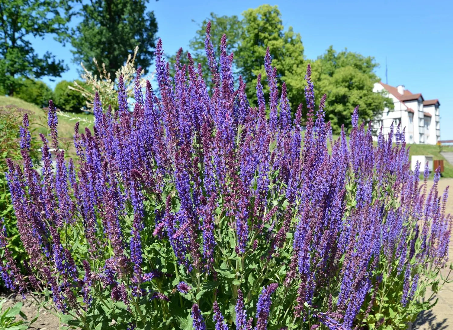 Drei Stauden Salvia im Mix, Steppensalbei, von Stauden Gänge, blühende Stauden in einem Garten.