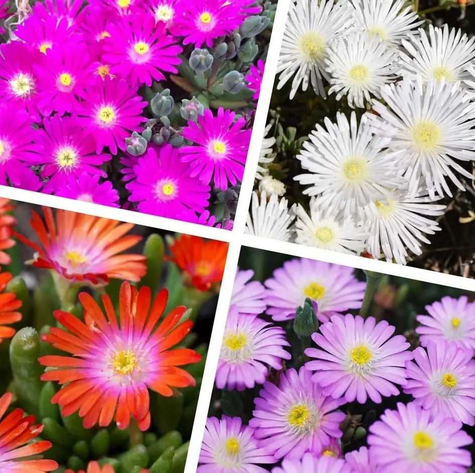 Vier Delosperma cultorum 'Jewel of Desert' Mittagsblumen, Stauden Gänge, blühende Stauden im Garten.