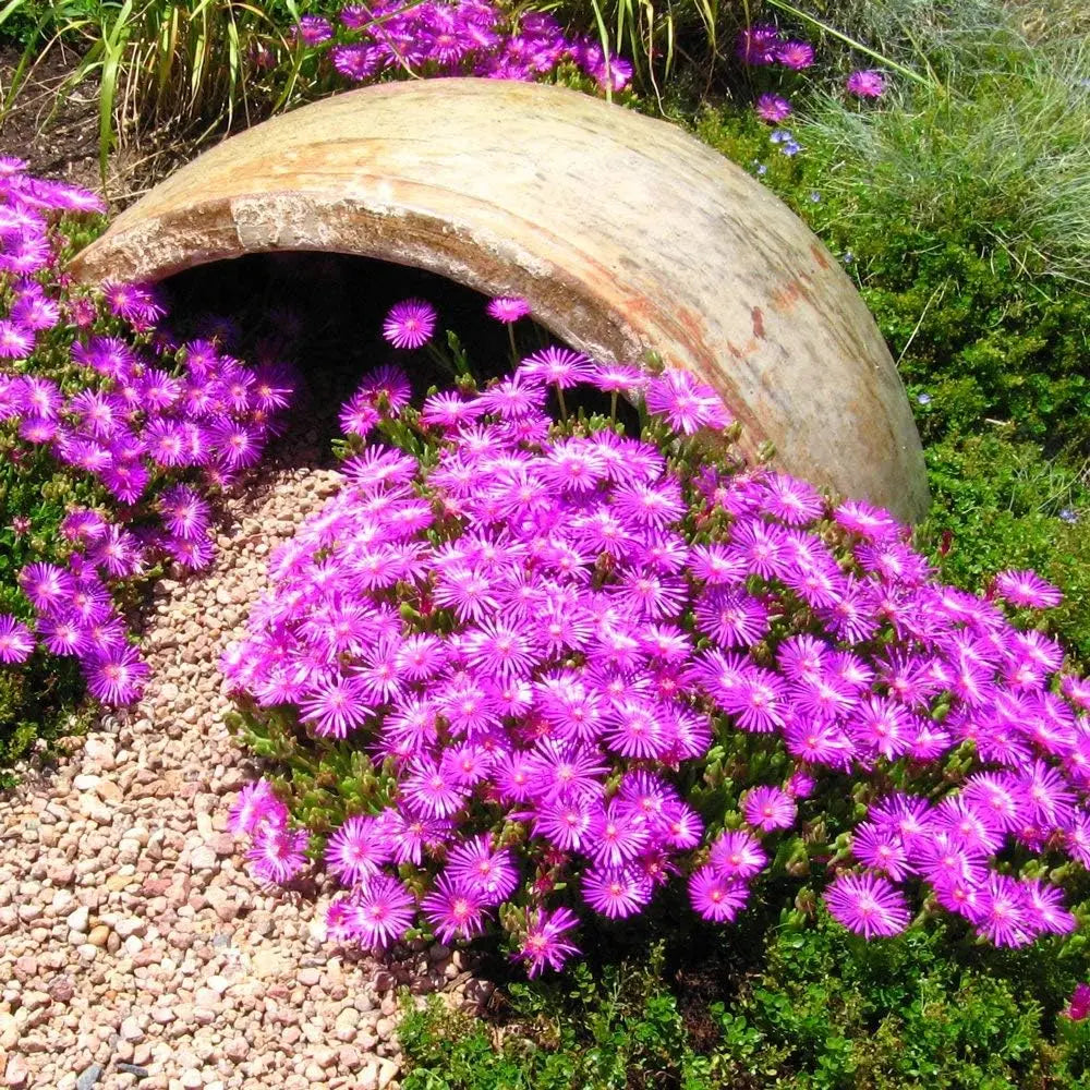 Vier Delosperma cultorum 'Jewel of Desert' Mittagsblumen Stauden Gänge, blühende Pflanzen in einem Gartenbeet.