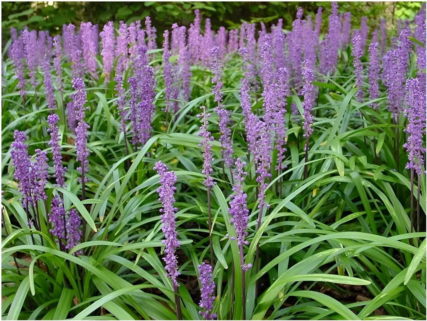 Vier Liriope muscari Stauden der Stauden Gänge Kollektion in Lilientraube, mit grünen Blättern und blauen Blüten.