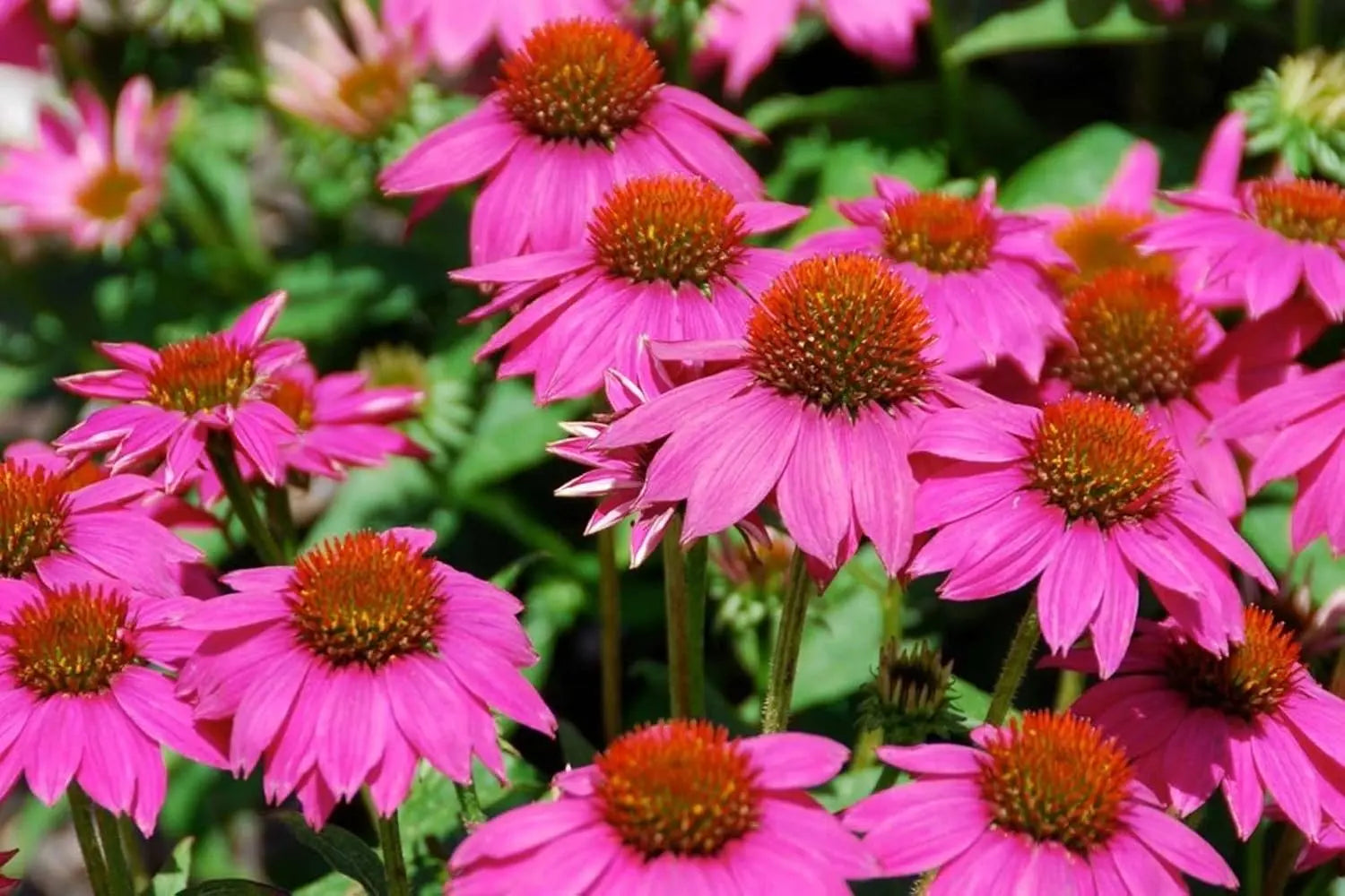 Vier Sommerstauden Kollektion mit Echinacea und Rudbeckia, Staude von Stauden Gänge, prächtige Blüten auf grünen Pflanzen.