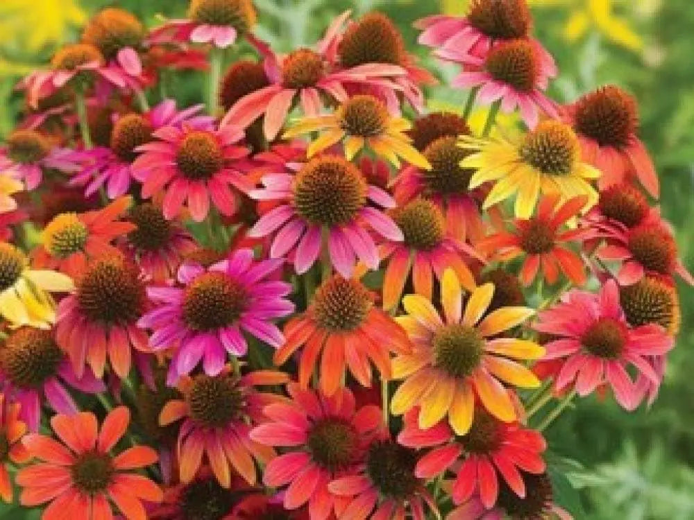 Vier Sommerstauden Kollektion mit Echinacea und Rudbeckia, langlebige Stauden für den Garten, von Stauden Gänge.