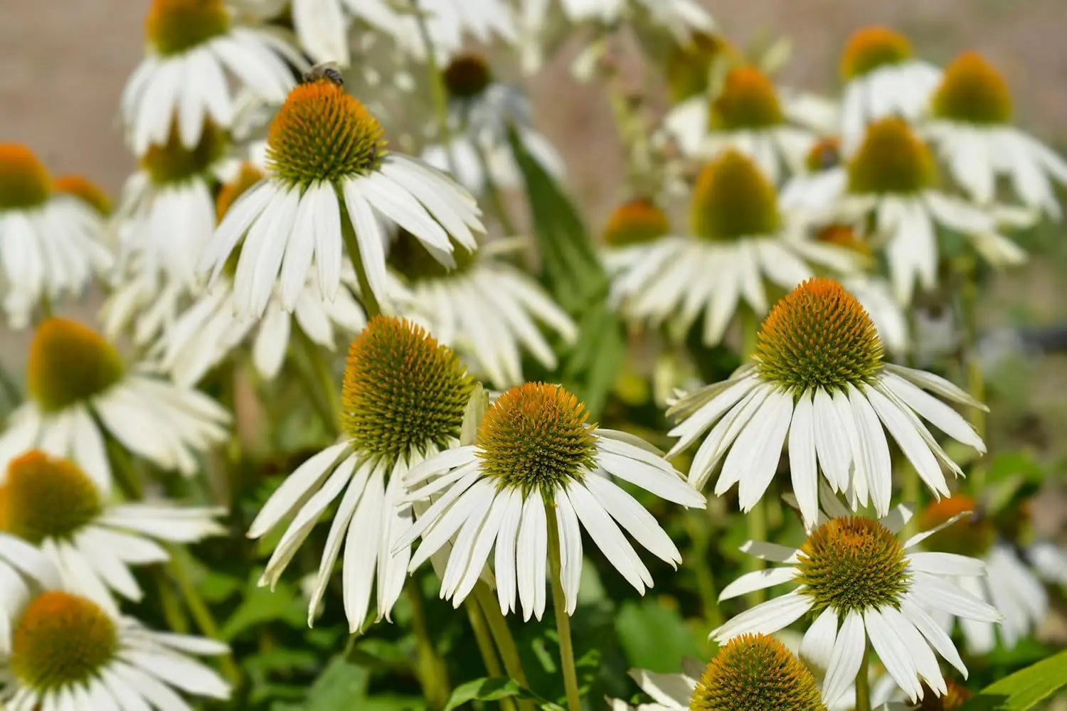 Vier sommerliche Stauden aus der Stauden Gänge Kollektion, Echinacea und Rudbeckia, in einem Gartenbeet.