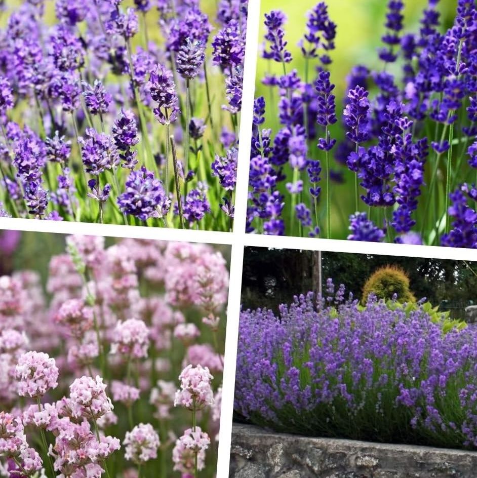 40 x Lavandula angustifolia Mix in 4 Sorten / Echter Lavendel
