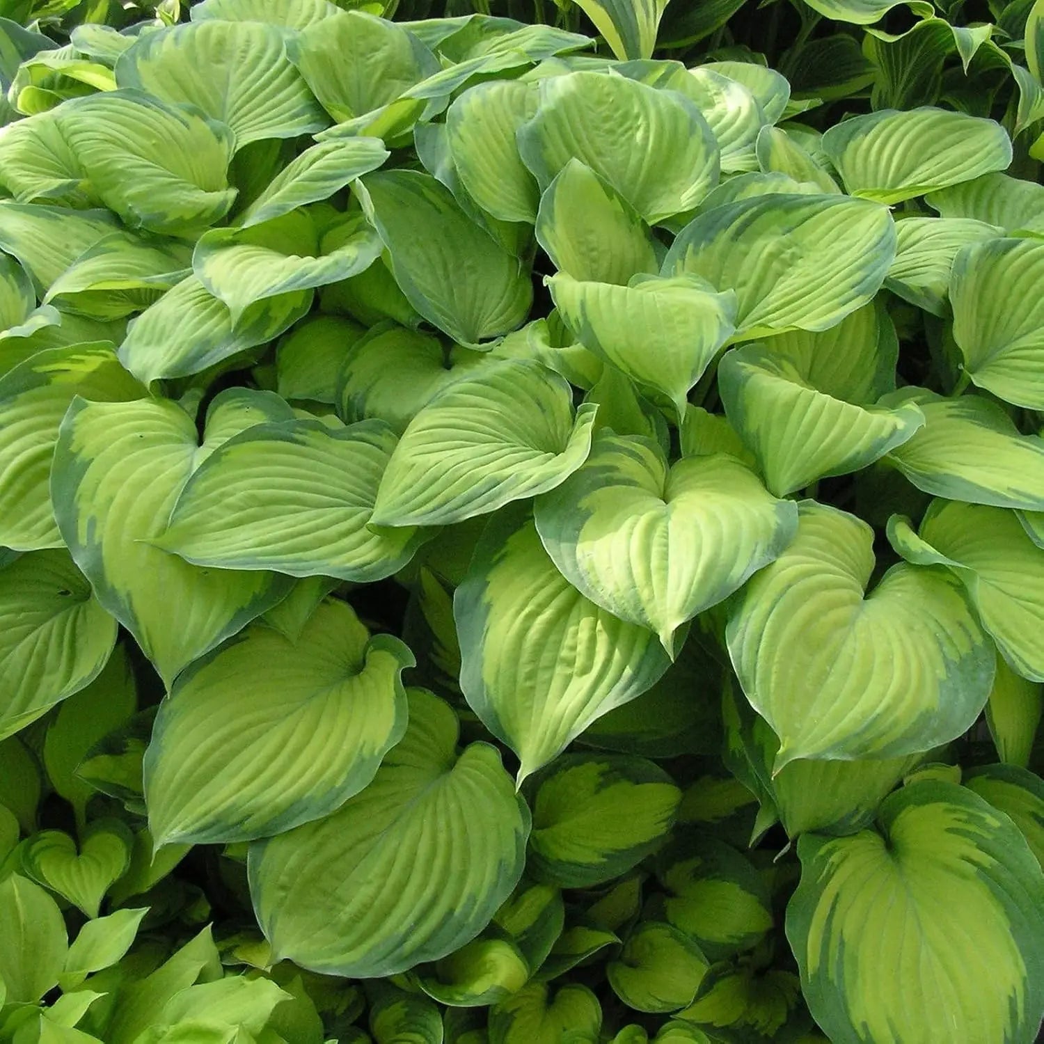 Sechs Hosta Stauden im Mix, Zierpflanzen mit grünen und bunten Blättern, im Gartenboden gepflanzt, von Stauden Gänge.