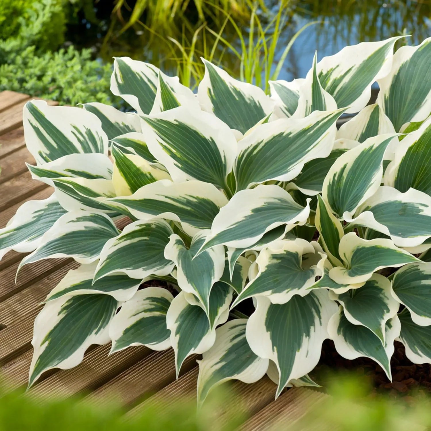 Sechs Hosta Stauden im Mix, grüne und variegierte Blätter, im Gartenbeet gepflanzt, von Stauden Gänge.