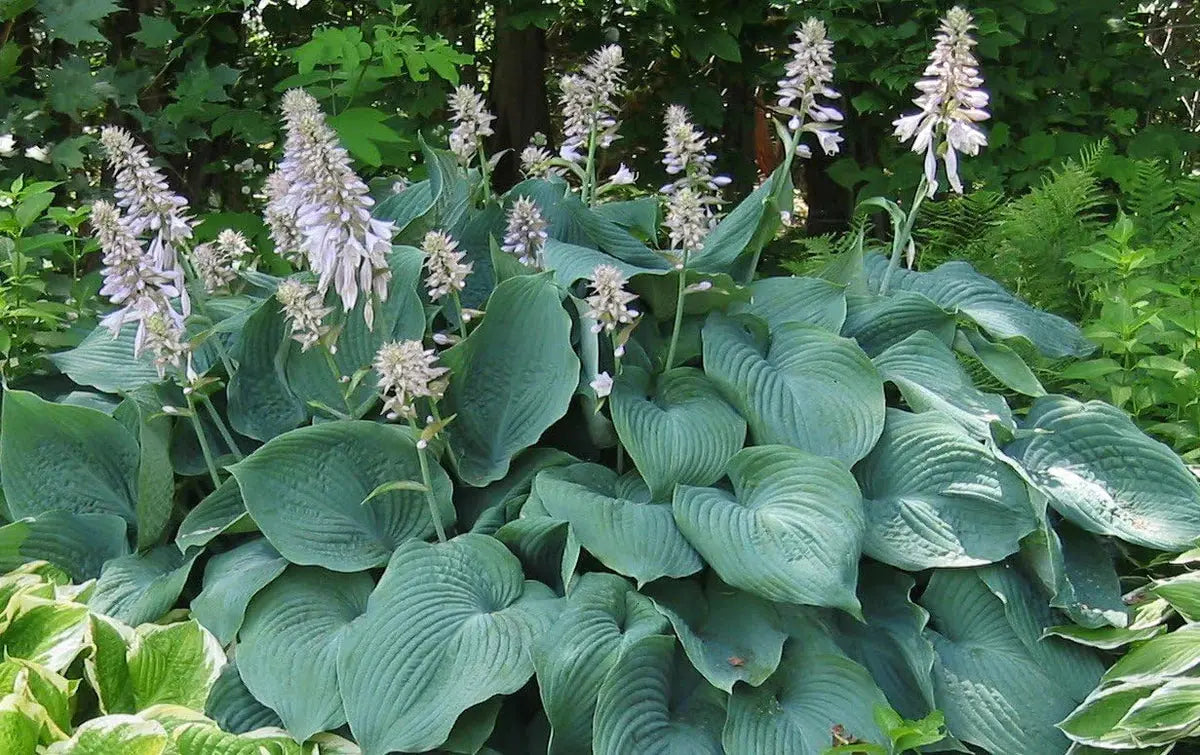 Sechs Hosta Stauden im Mix, große grüne Blätter, Teil der Hosta-Kollektion von Stauden Gänge, im Gartenbeet gepflanzt
