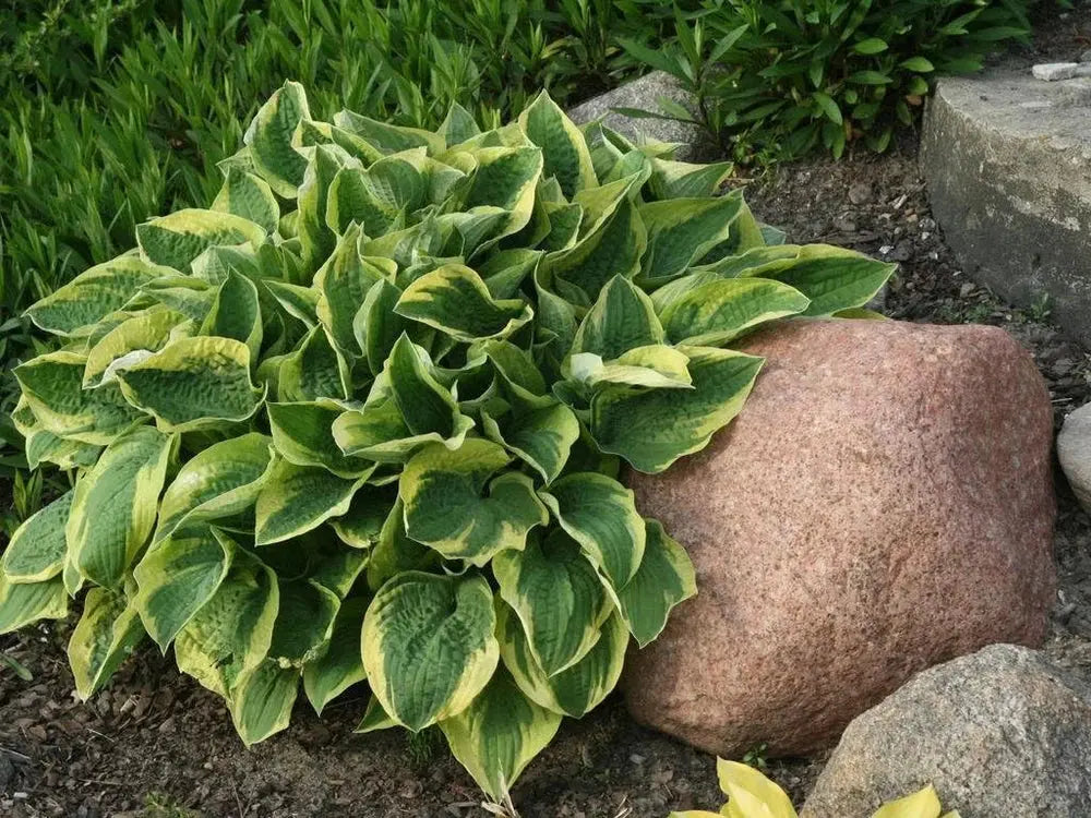Sechs Hosta Stauden im bunten Mix, große Blätter und grüne Blätter, Stauden Gänge, Gartenpflanzen, Blühende Stauden