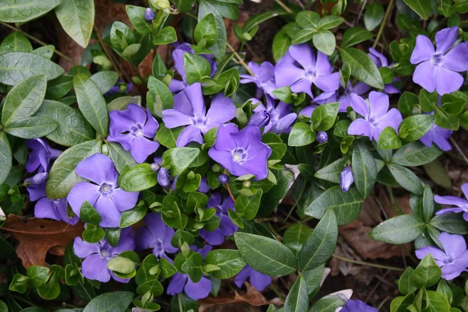 9 Vinca minor Farbmix Stauden von Stauden Gänge, kleine immergrüne Bodendecker, grüne Blätter und bunte Blüten, Nahaufnahme