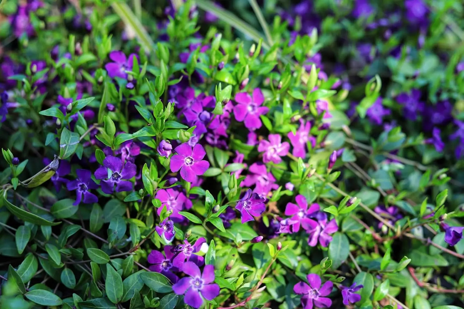 Neun Vinca minor Farbmix Stauden von Stauden Gänge, kleine immergrüne Staude mit bunten Blättern, im Garten fotografiert.