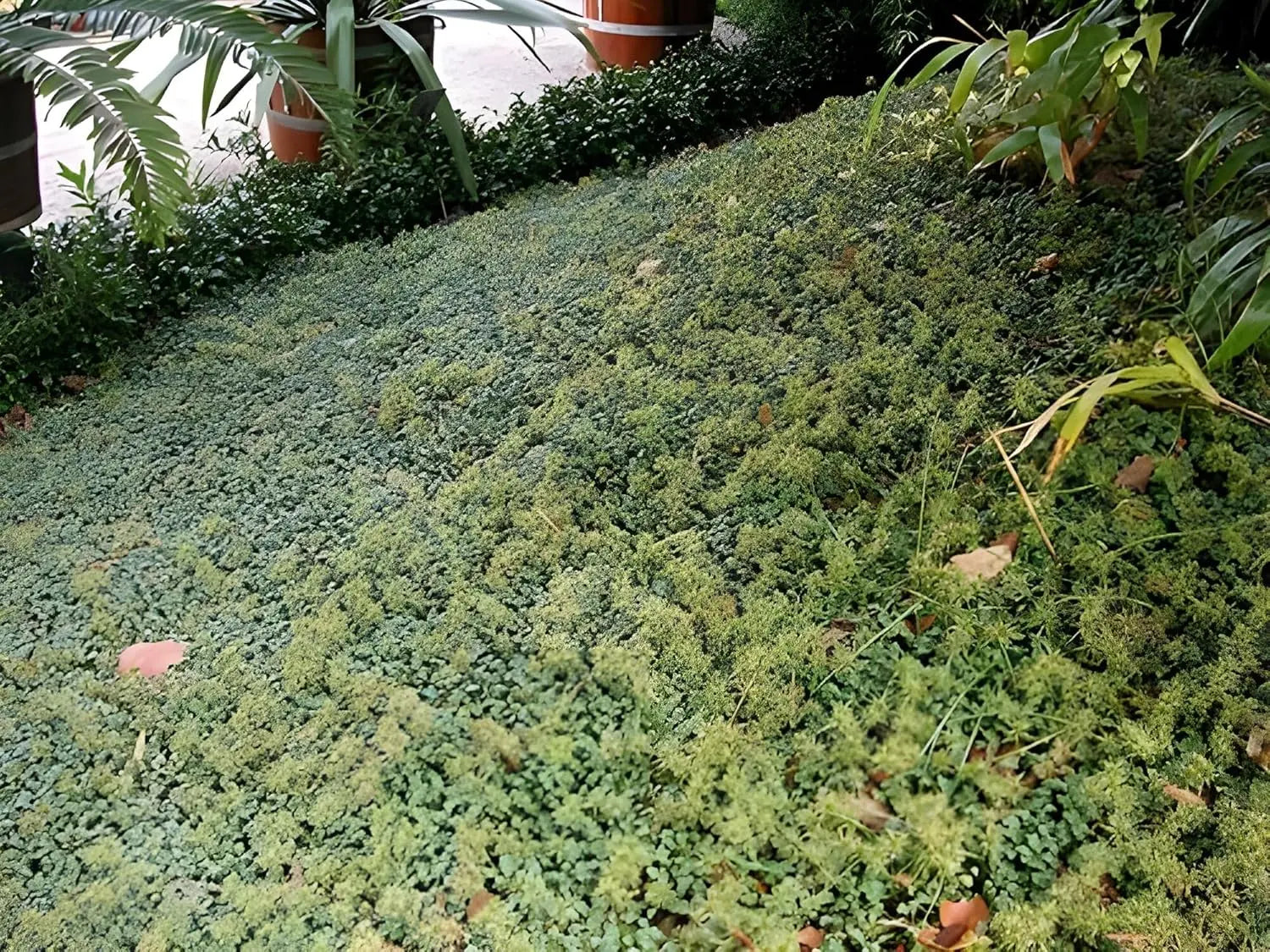 Blaugrünes Acaena buchananni, Staude mit stacheligen Blättern, wächst in einem Gartengebiet, von Stauden Gänge.