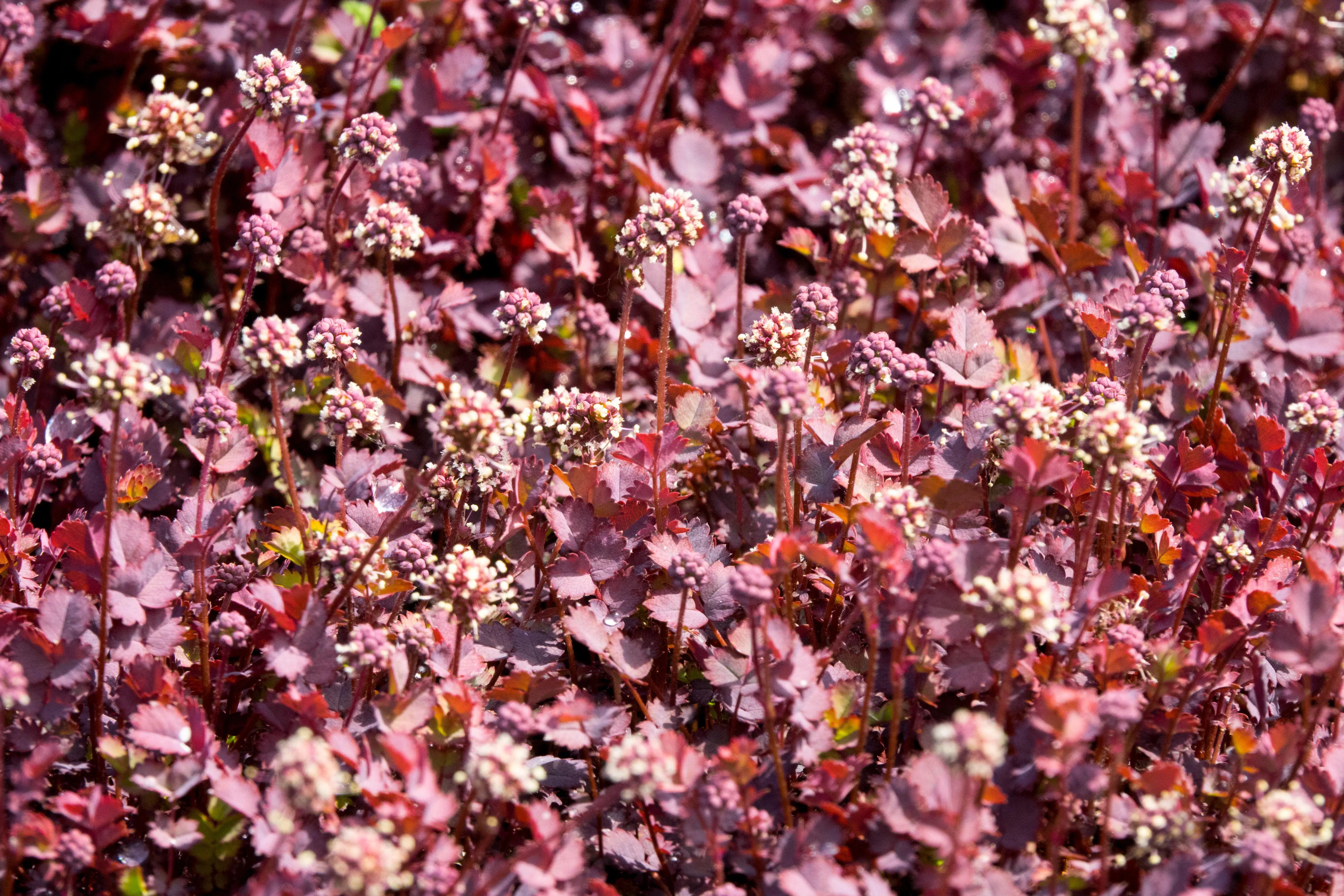 Acaena inermis 'Purpurea' Staude mit dunkelroten Blättern, Stauden Gänge, purpurfarbene Stachelnüsschen, Gartenpflanze