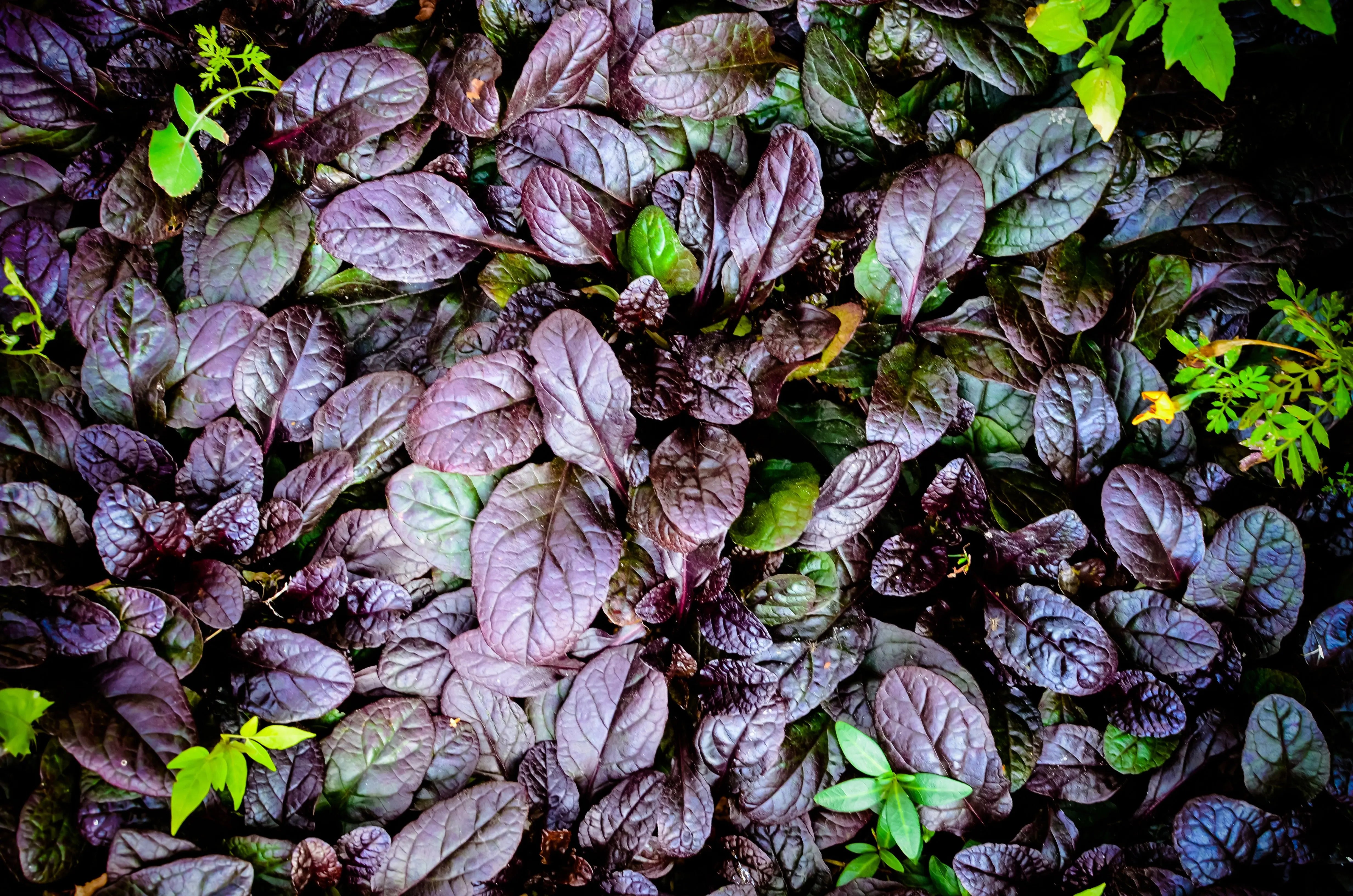 Ajuga reptans 'Black Scallop' Staude mit dunkelgrünen und schwarzen Blättern, wächst auf einem Gartenboden, von Stauden Gänge.