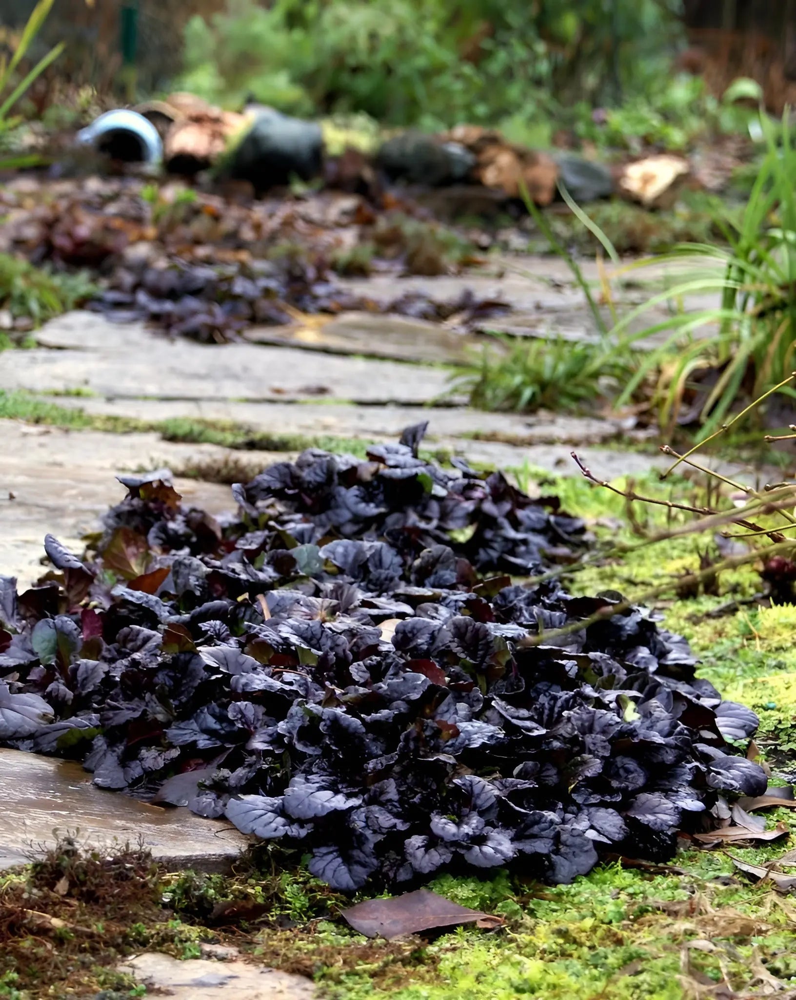 Schwarzer Günsel (Ajuga reptans 'Black Scallop') Staude, dunkelgrünes Blattmuster mit schwarzen Rändern, wächst im Garten.