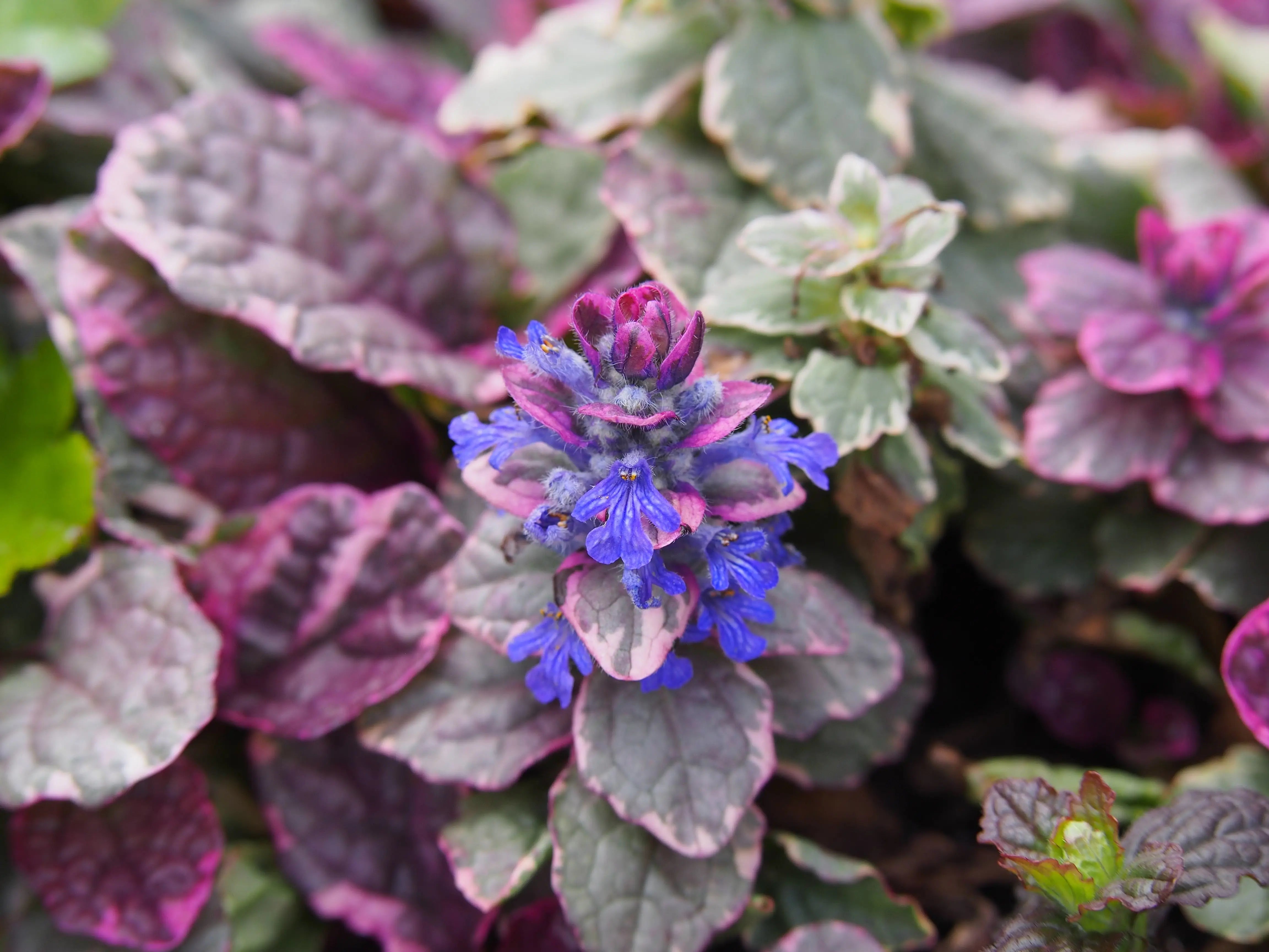 Ajuga reptans ‚Burgundy Glow‘ Staude mit dunkelroten Blättern, wächst am Boden, von Stauden Gänge.