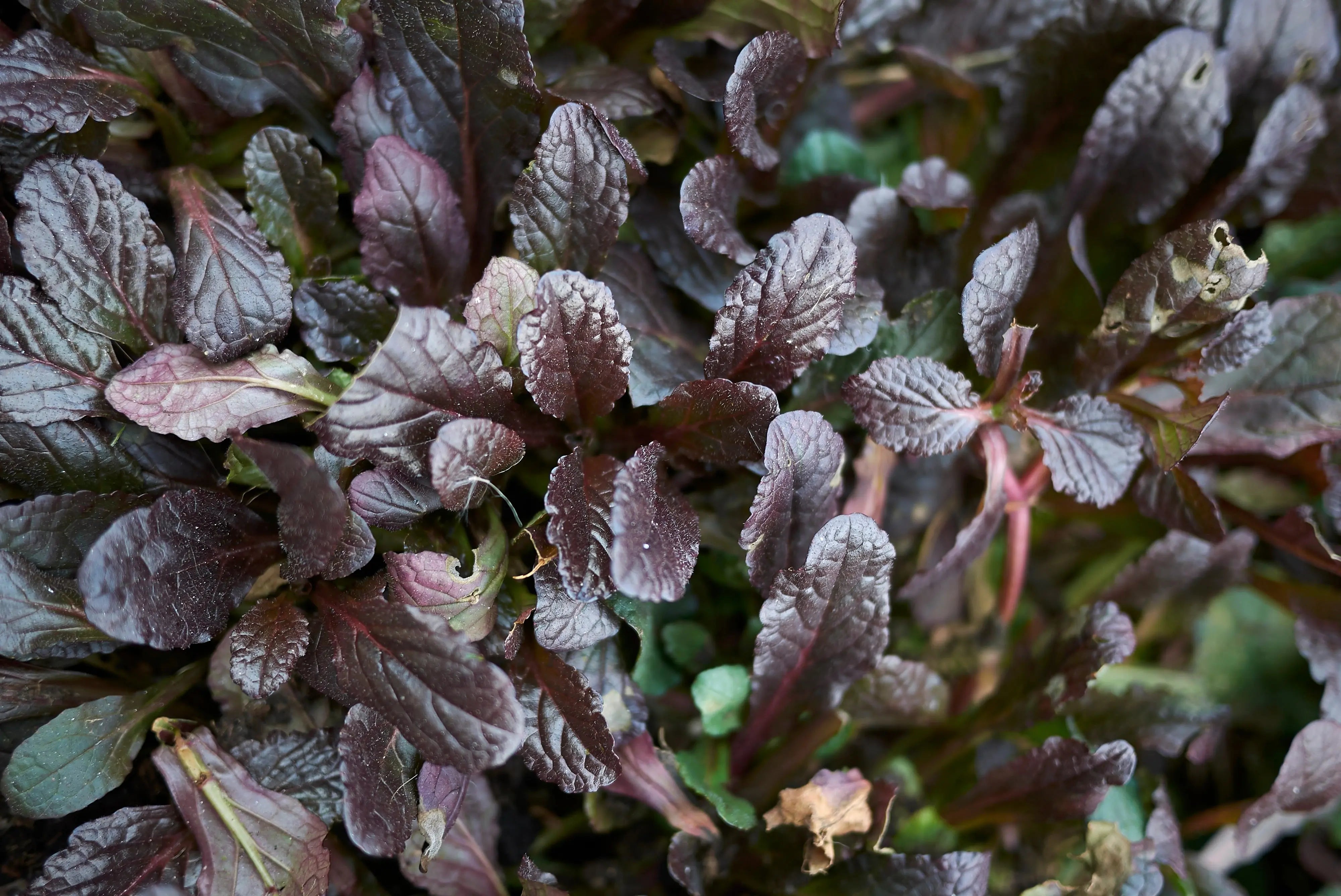 Ajuga reptans ‚Mahogany‘ Staude mit dunkelroten Blättern, wächst als Bodendecker, von Stauden Gänge, in Gartenumgebung sichtbar