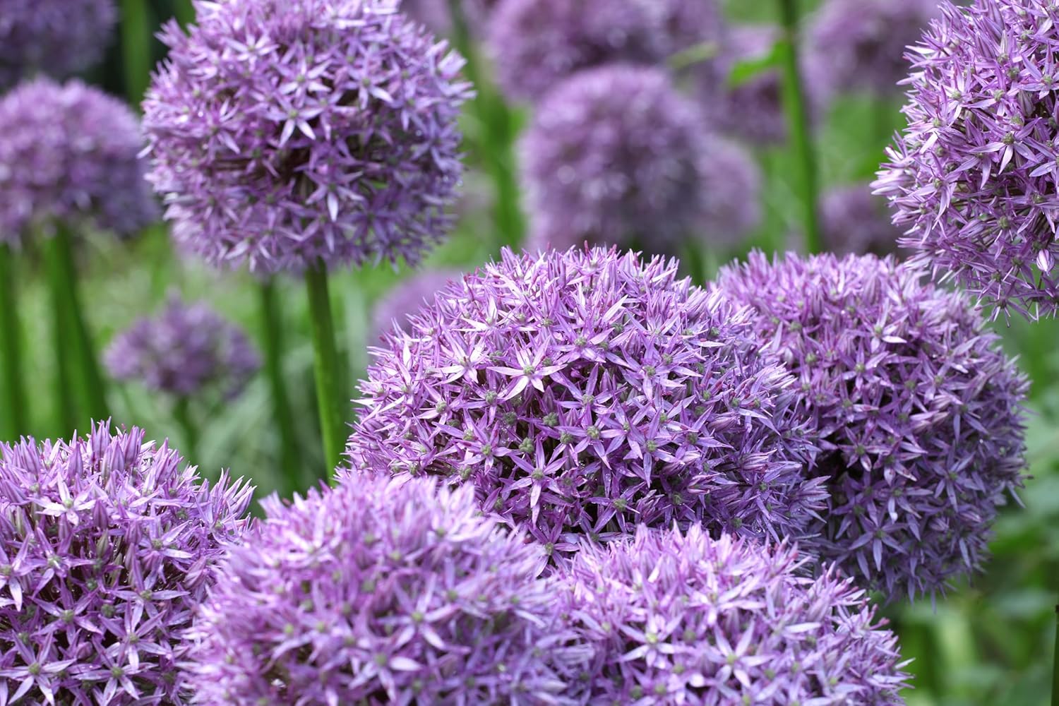 Hyalinischer Allium ‚Globemaster‘ Zierlauch Staude mit großen, blauen Blütenständen, von Stauden Gänge.