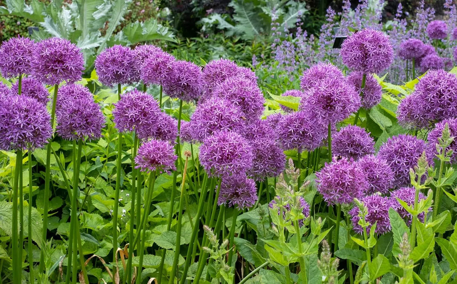 Allium ‚His Excellency‘ Zierlauch Staude mit großen lila Blüten, im Garten stehend, von Stauden Gänge.