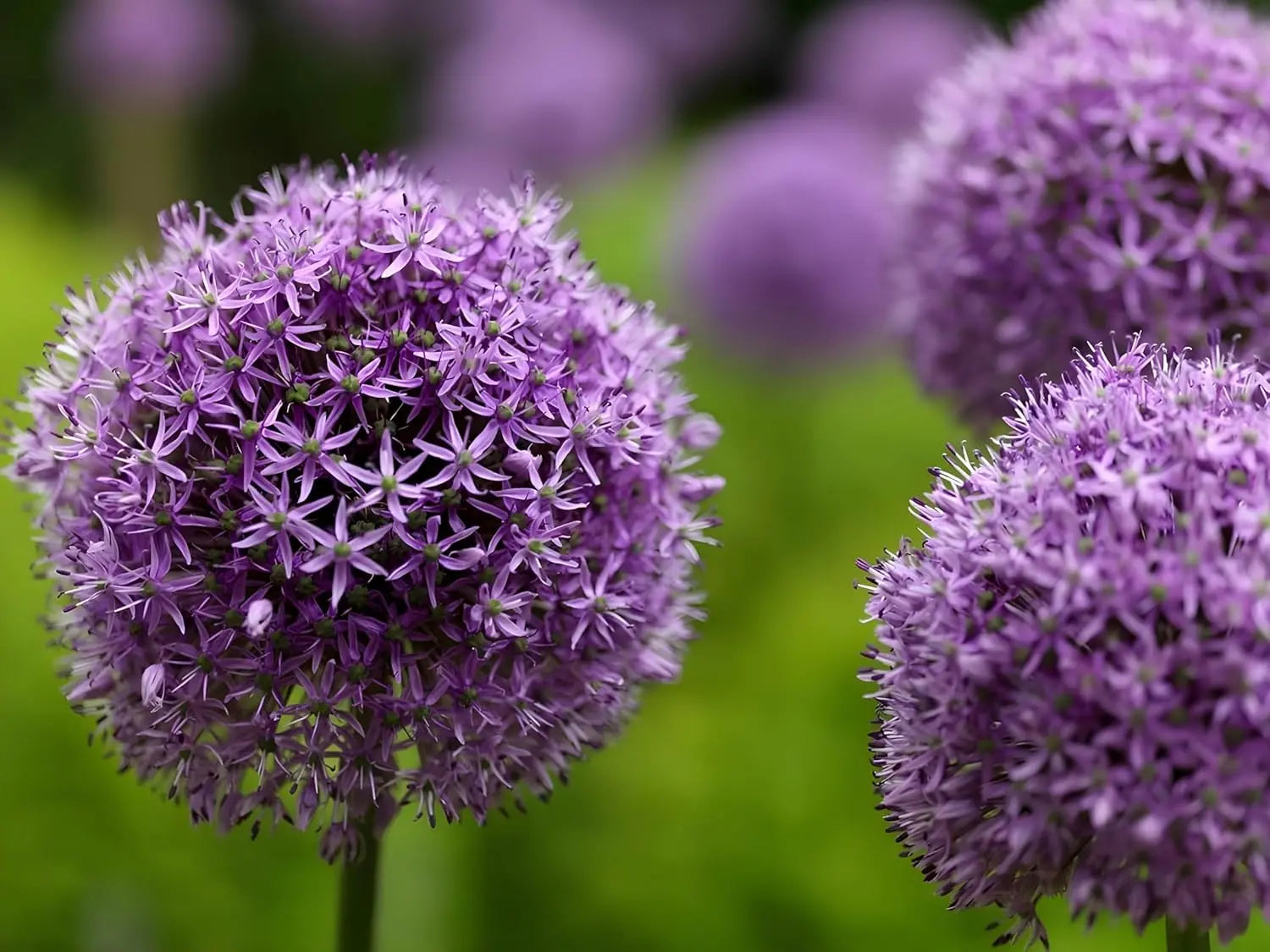 Allium ‚His Excellency‘ Zierlauch Staude mit großen, blühenden lila Blüten, gepflanzt im Garten, von Stauden Gänge.