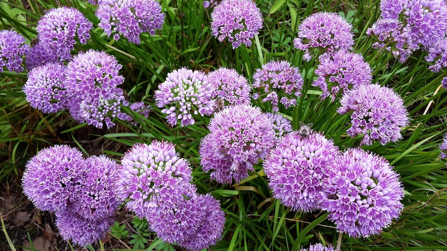 Allium 'Millenium' ornamental onion plant with vibrant purple flowers and green foliage in a garden setting.