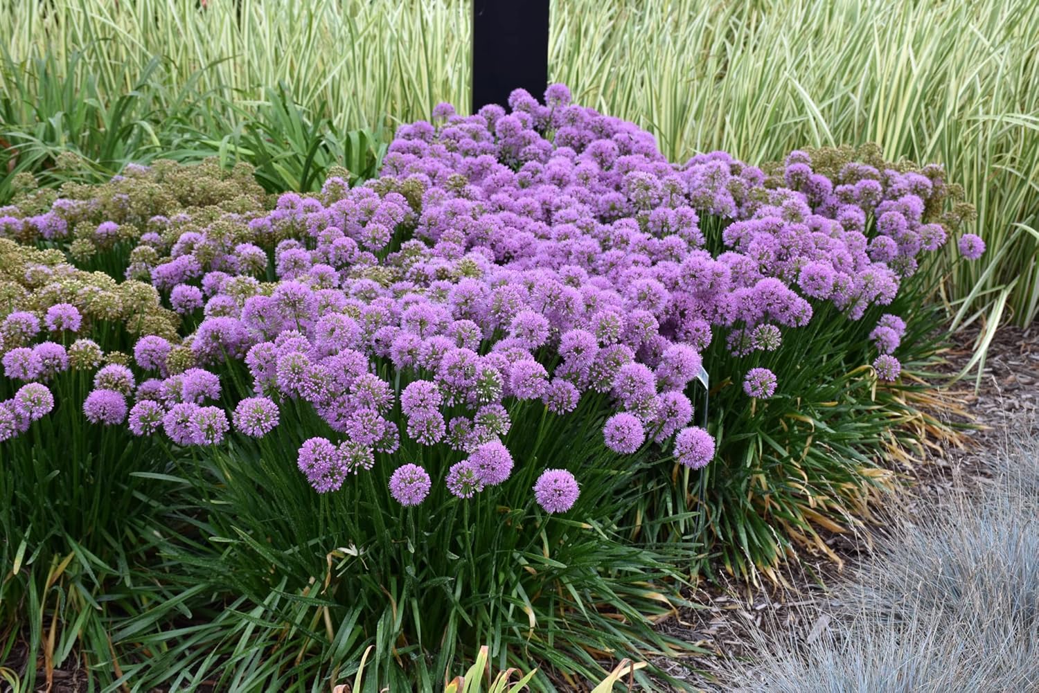 Allium 'Millenium' perennial featuring vibrant purple flowers and green foliage, ideal for garden landscaping.