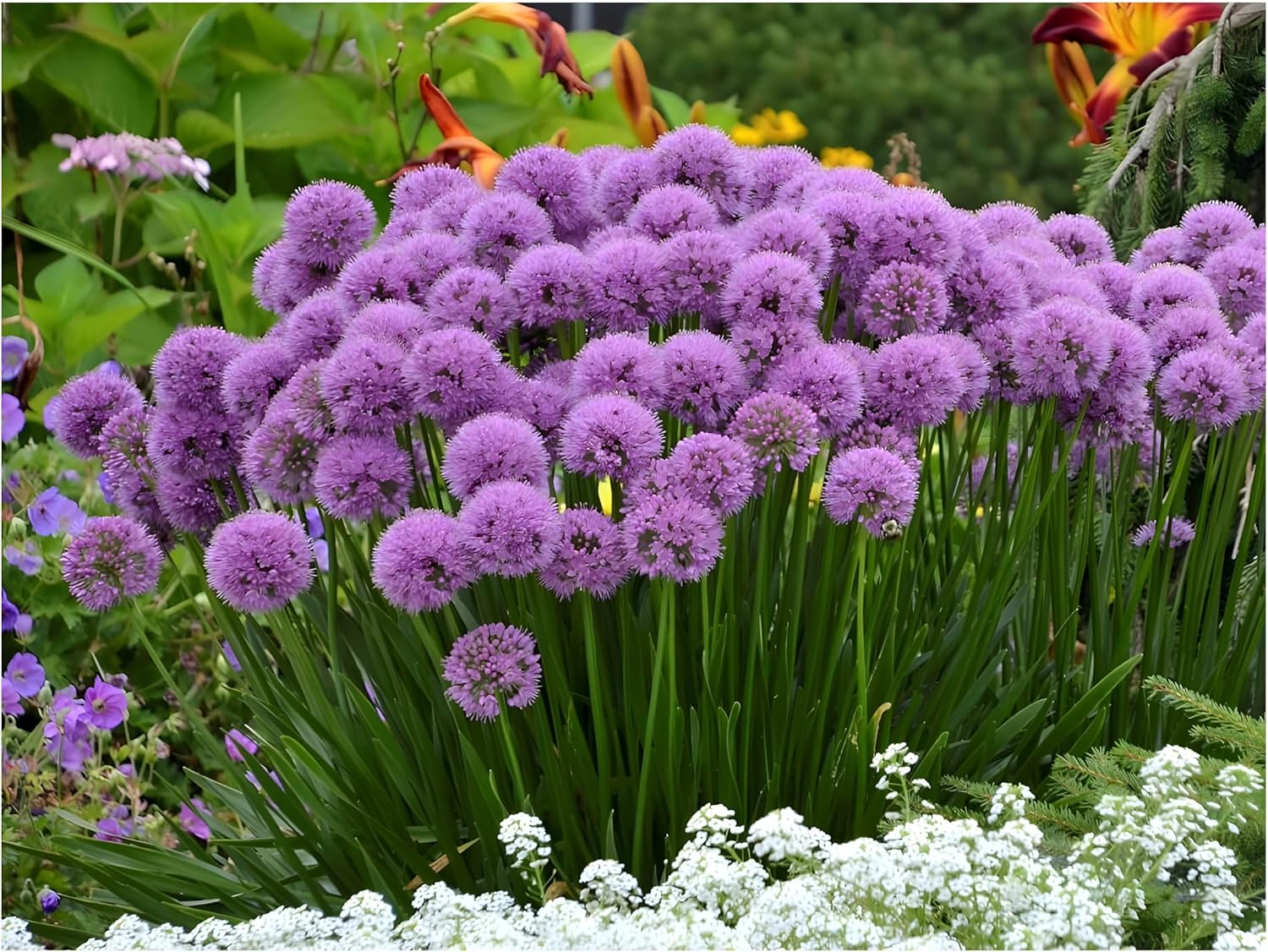 Allium ‚Millenium' / Zierlauch - Stauden Gaenge