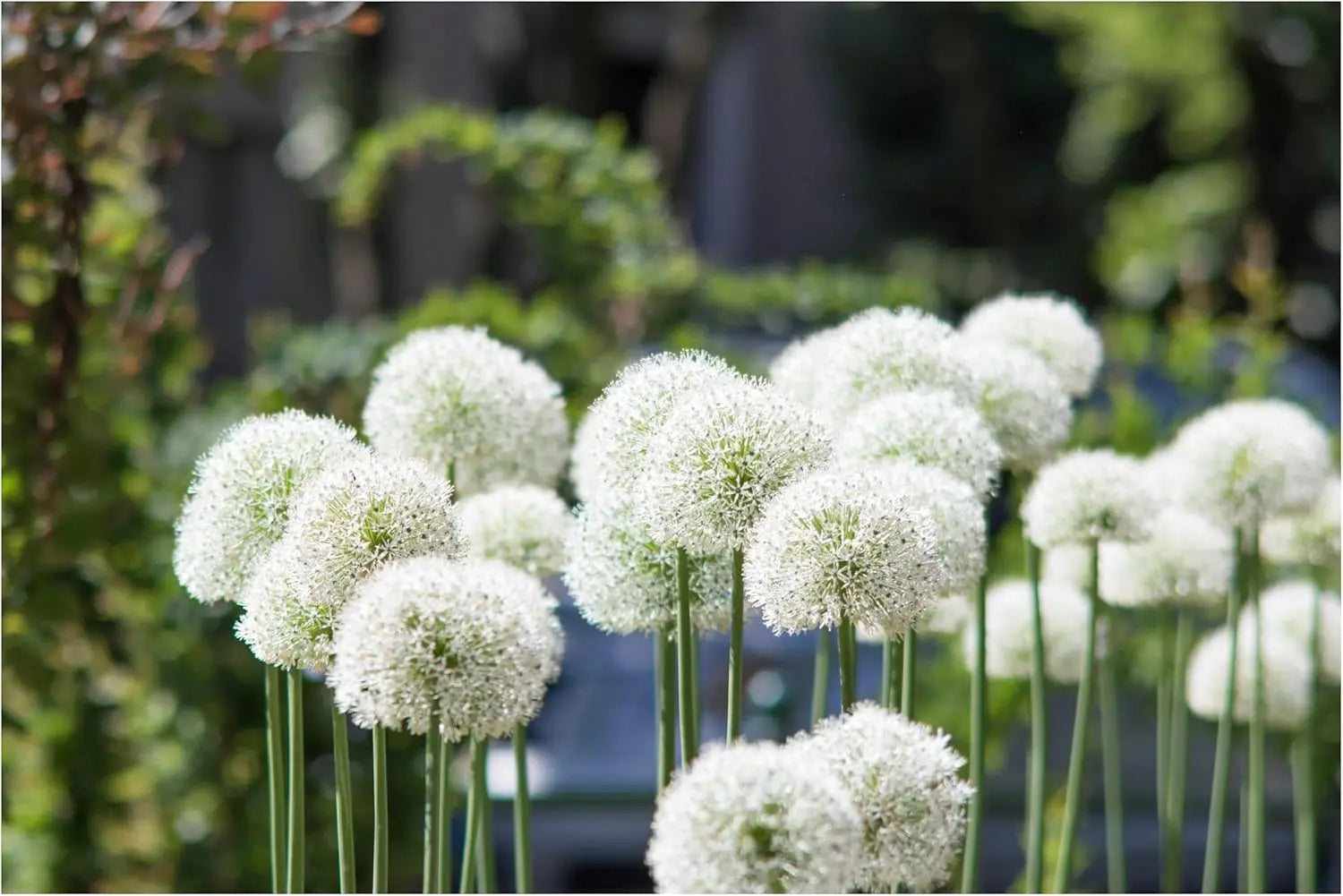 Allium ‚Mount Everest’ Zierlauch Staude, große blühende Zwiebelpflanze mit weißen Blüten, von Stauden Gänge