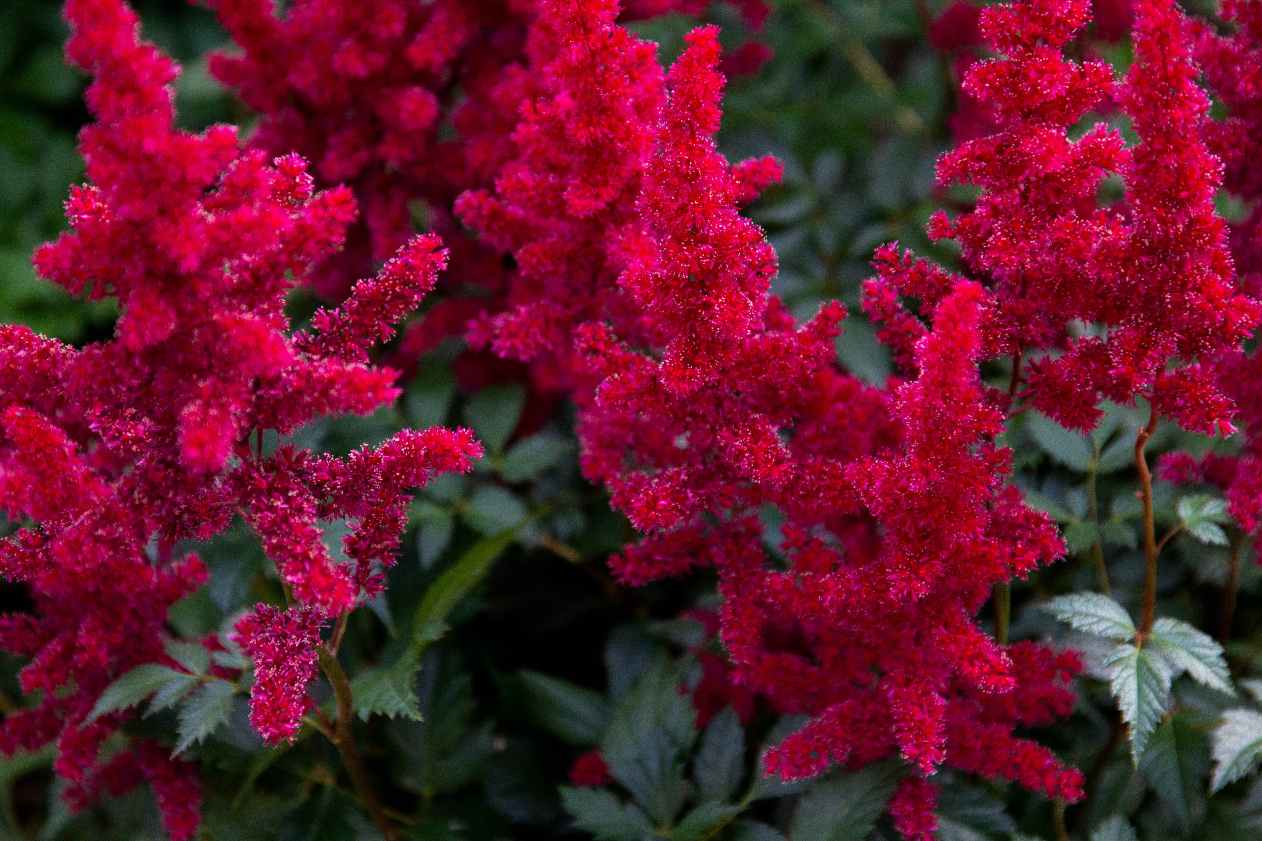 Rote Astilbe arendsii ‚Astary Red‘ Staude mit grünen Blättern und blühenden roten Rispen, Stauden Gänge.