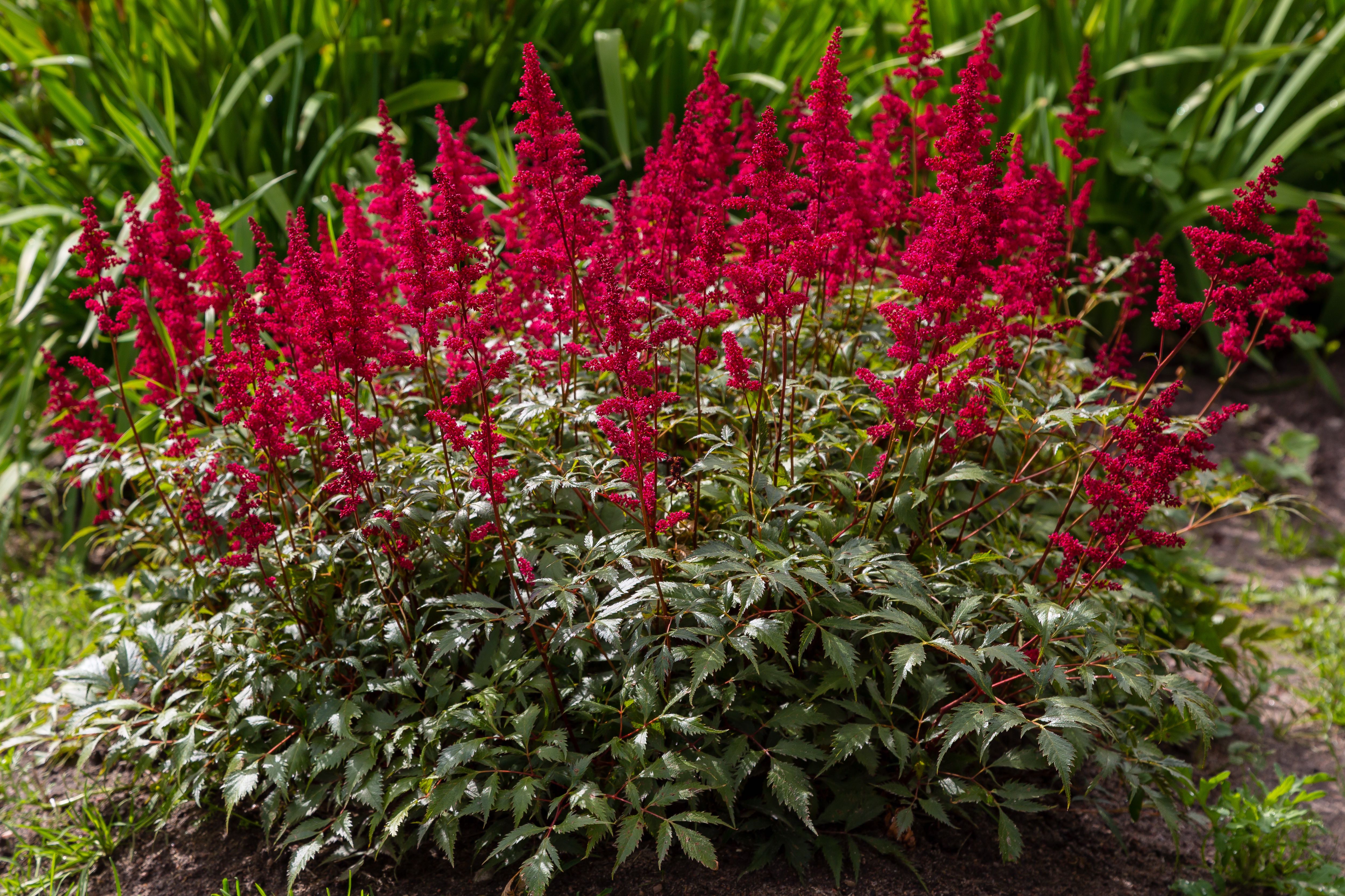 Astilbe arendsii ‚Astary Red‘ Staude mit roten Blüten, Stauden Gänge, schöne Gartenpflanze, blühende Prachtspiere