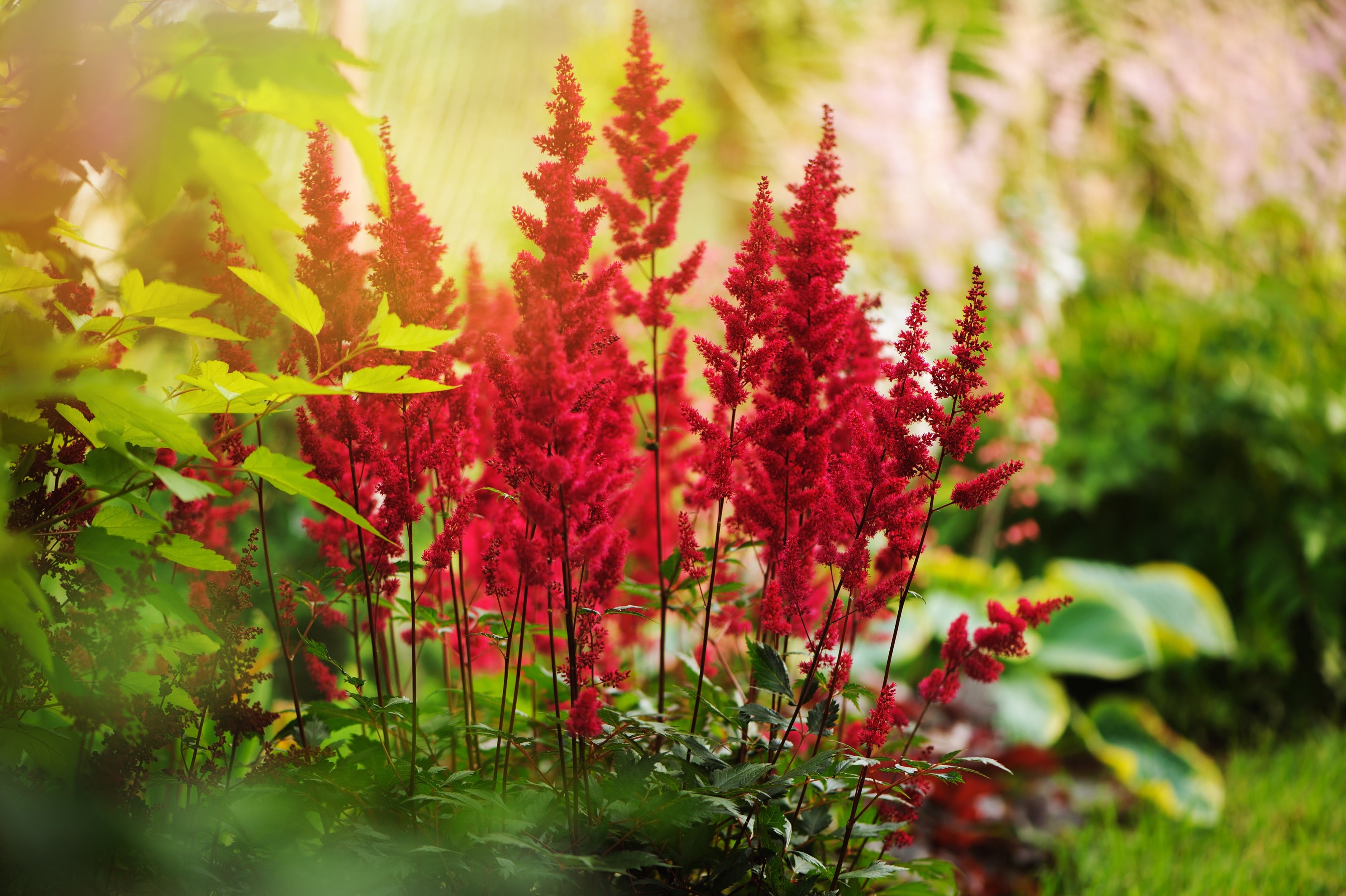 Astilbe arendsii ‚Astary Red‘ Staude mit roten Blütenständen, Stauden Gänge, frische grüne Blätter, Gartenpflanze