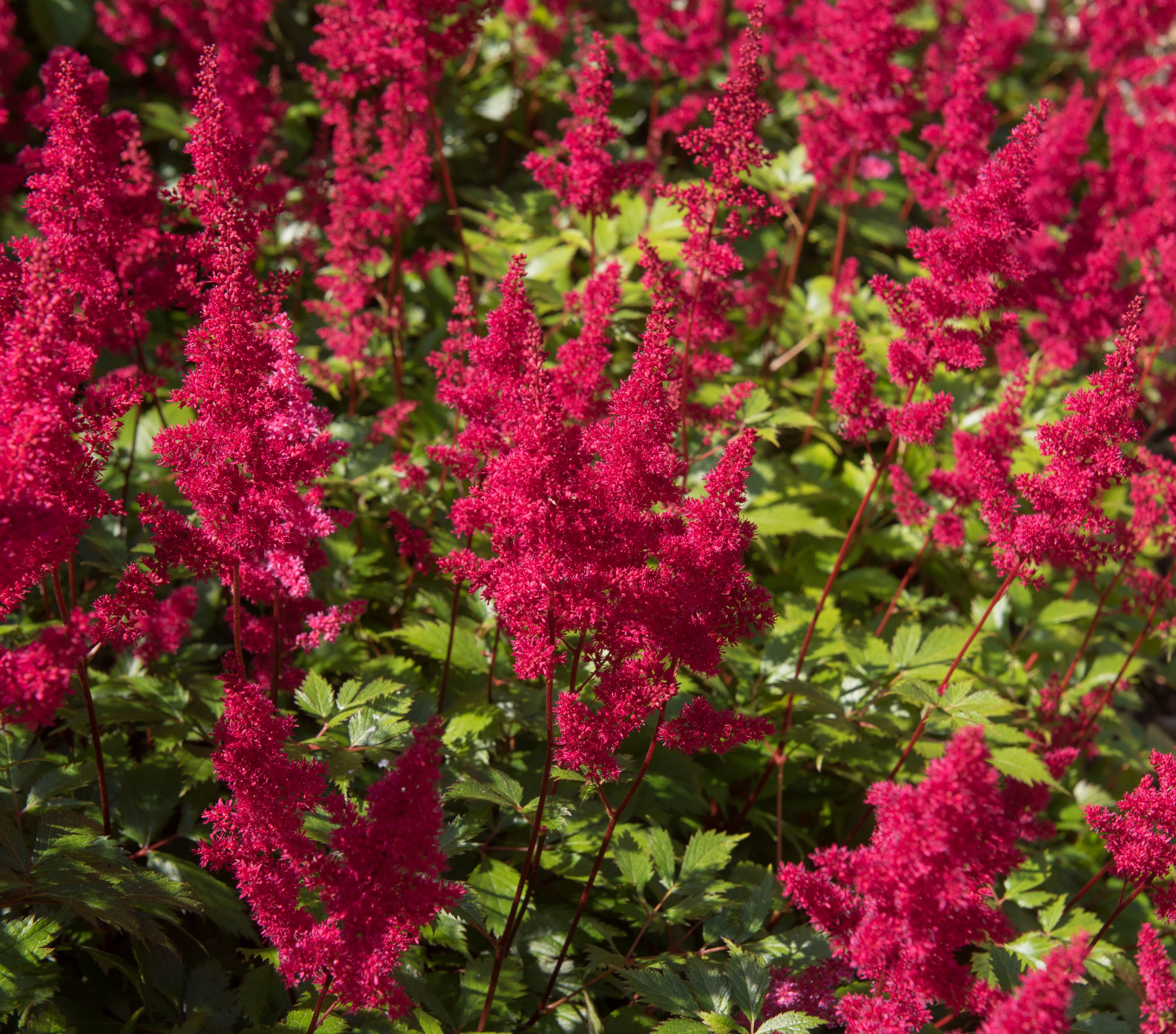 Astilbe arendsii ‚Astary Red‘ Staude mit rotem Blütenrispen, frisch grüne Blätter, im Garten, von Stauden Gänge.
