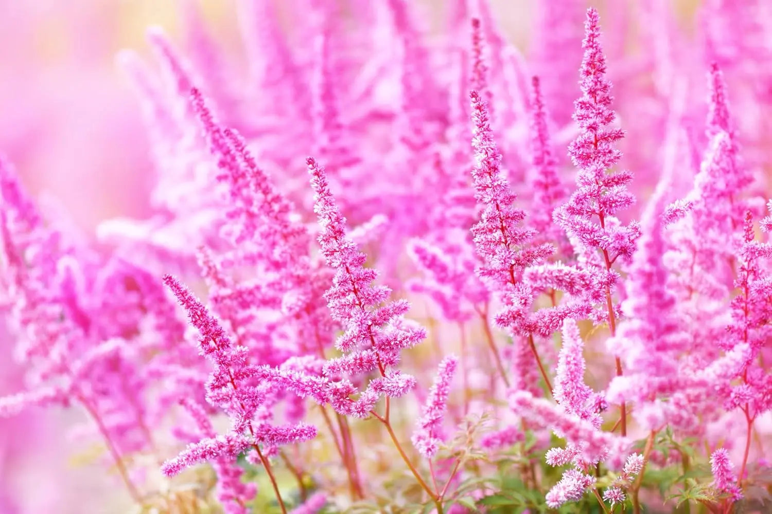 Astilbe arendsii ‚Astary Rose‘ Staude mit rosa Blüten, Stauden Gänge, Prachtspiere, elegante Gartenpflanze