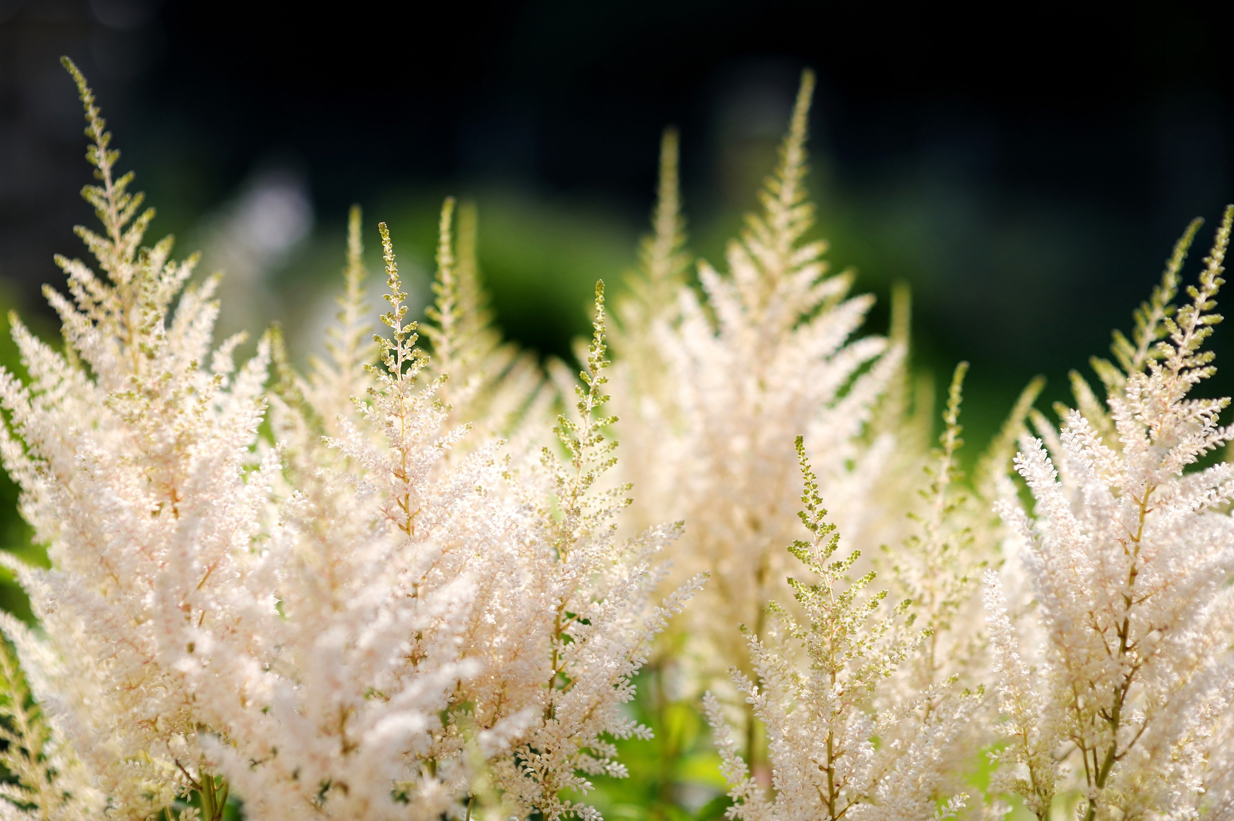 Astilbe arendsii ‚Deutschland‘, Prachtspiere, Staude mit rosa Blüten, von Stauden Gänge, wächst auf Gartenboden.