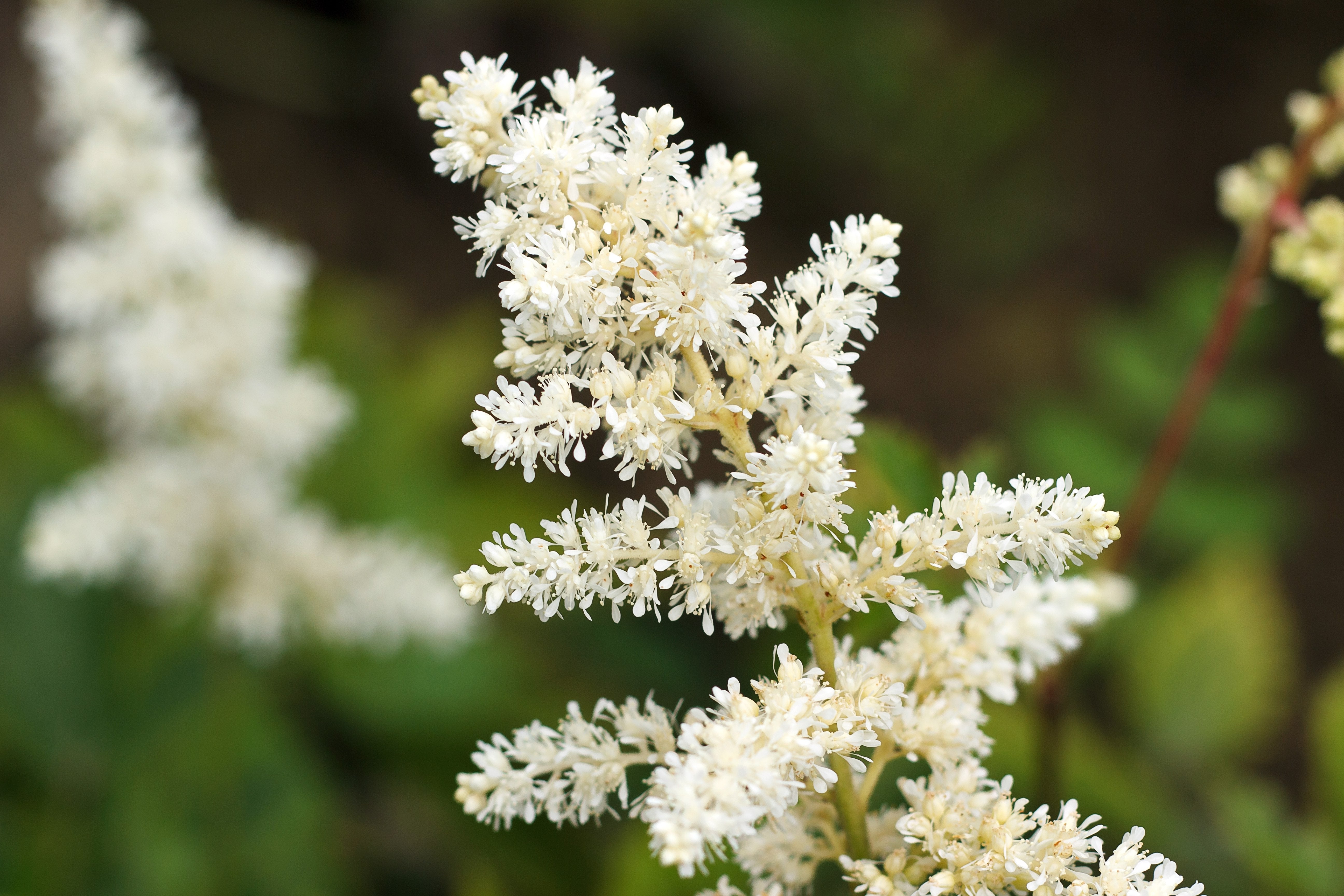 Astilbe arendsii ‚Deutschland‘ Staude mit roten Blütenrispen, wächst auf einem Gartenboden, von Stauden Gänge.