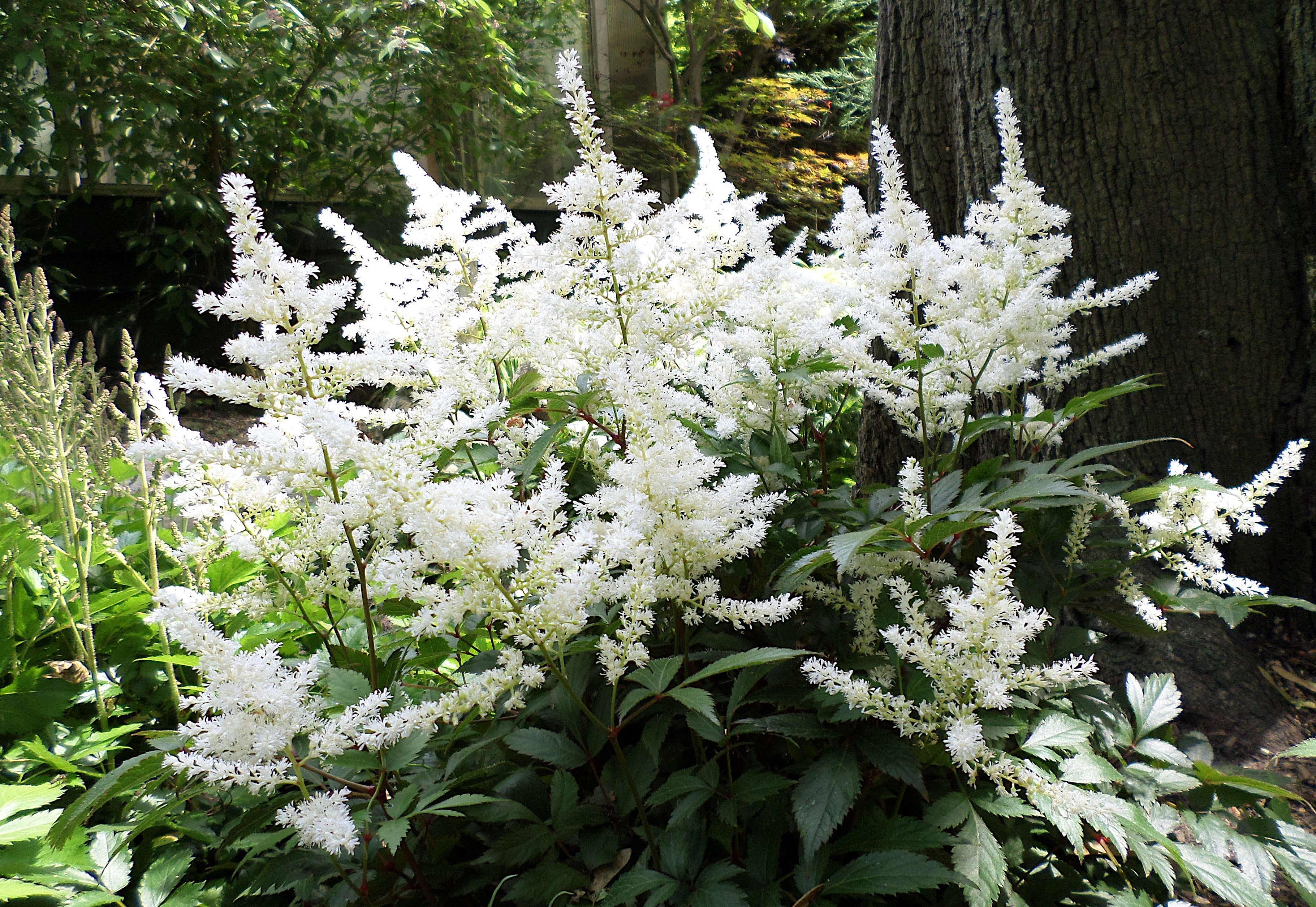 Astilbe arendsii ‚Deutschland‘ Staude von Stauden Gänge mit blühenden rosa Blüten und grünen Blättern, ideal für Staudenbeete.