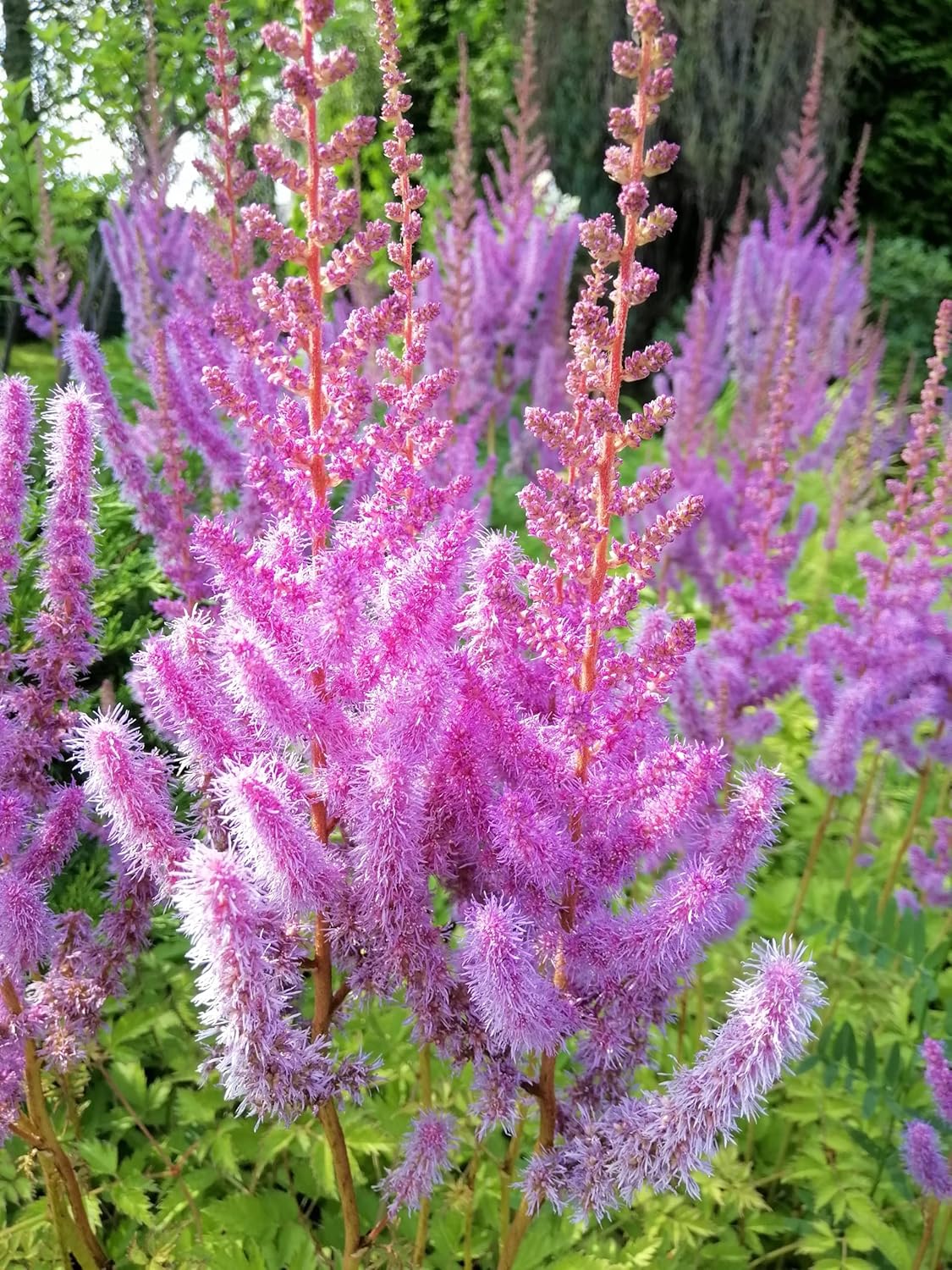 Astilbe chinensis pumila, Zwerg Prachtspiere, blühende Staude mit zarten rosa Blüten, von Stauden Gänge.